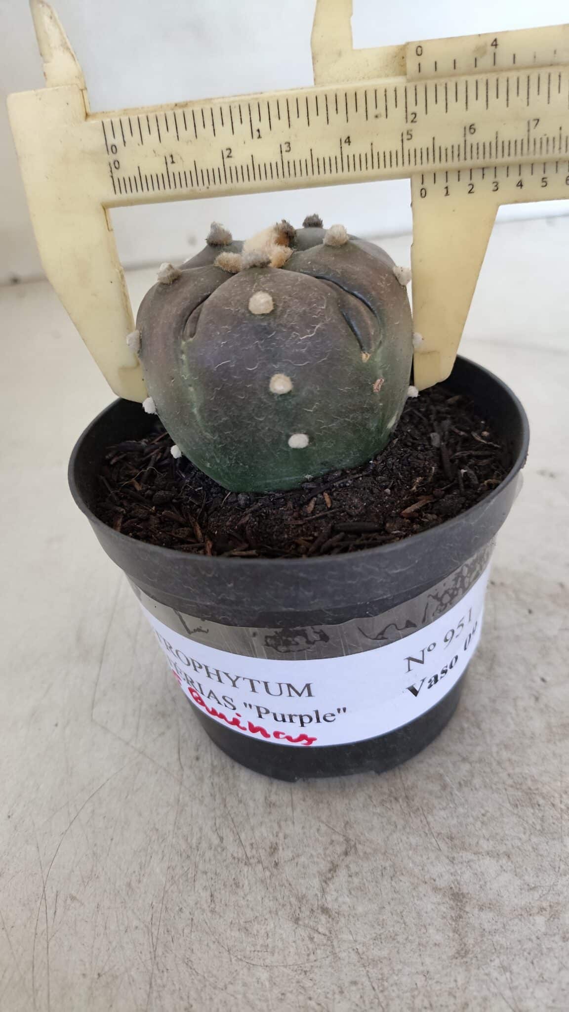 ASTROPHYTUM ASTERIAS “Purple - 5 quinas”  Nº 951 – vaso 09