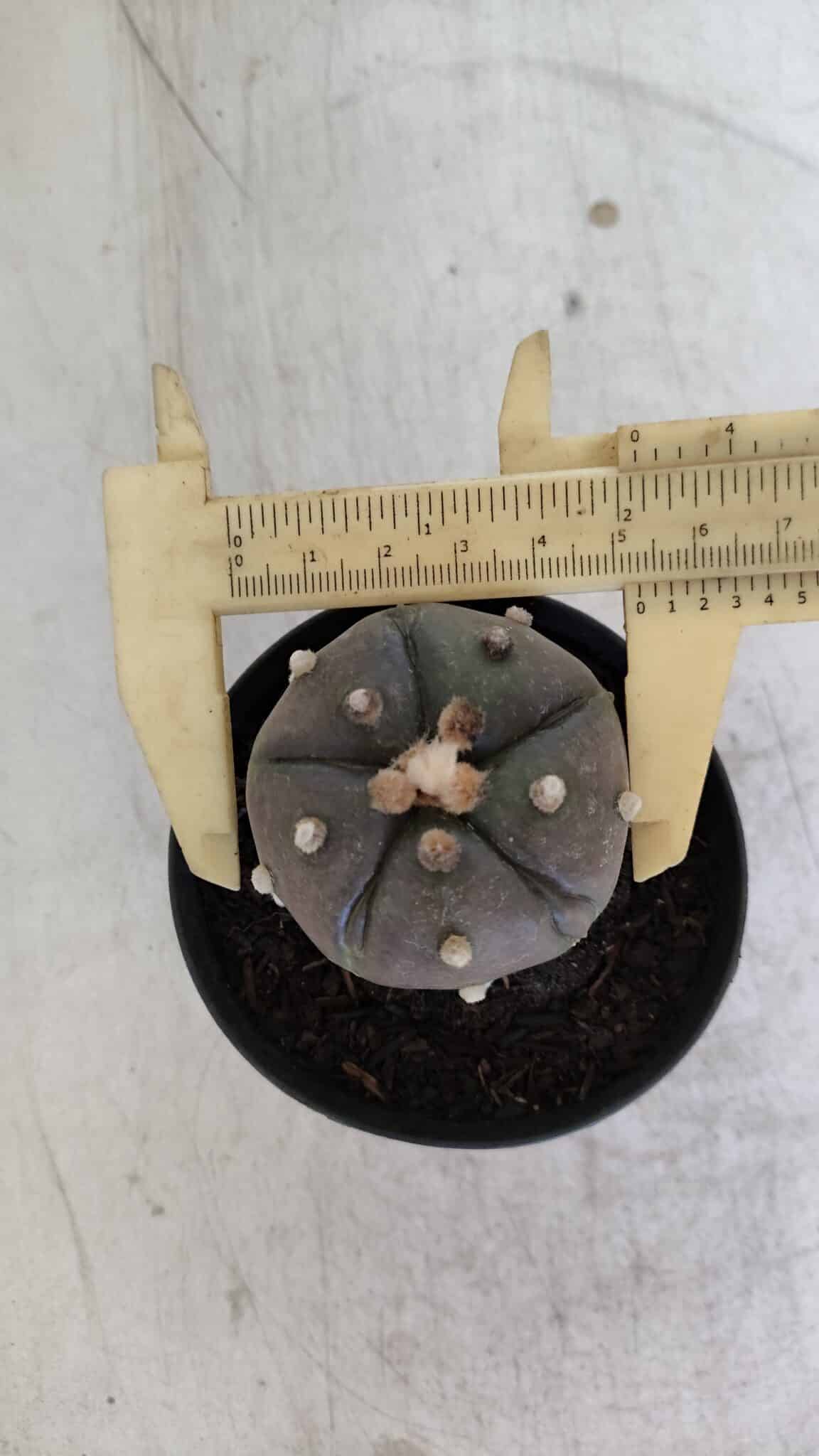 ASTROPHYTUM ASTERIAS “Purple - 5 quinas”  Nº 951 – vaso 09