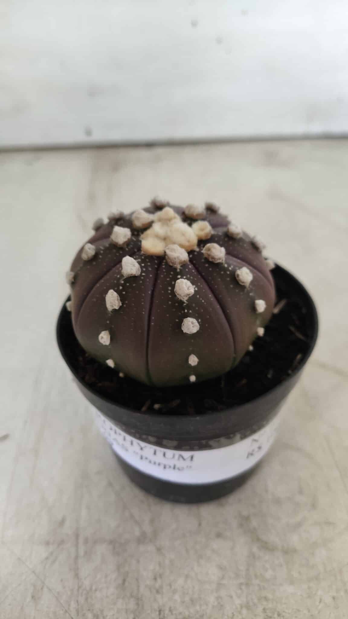 ASTROPHYTUM ASTERIAS “Purple”  Nº 709 – vaso 09
