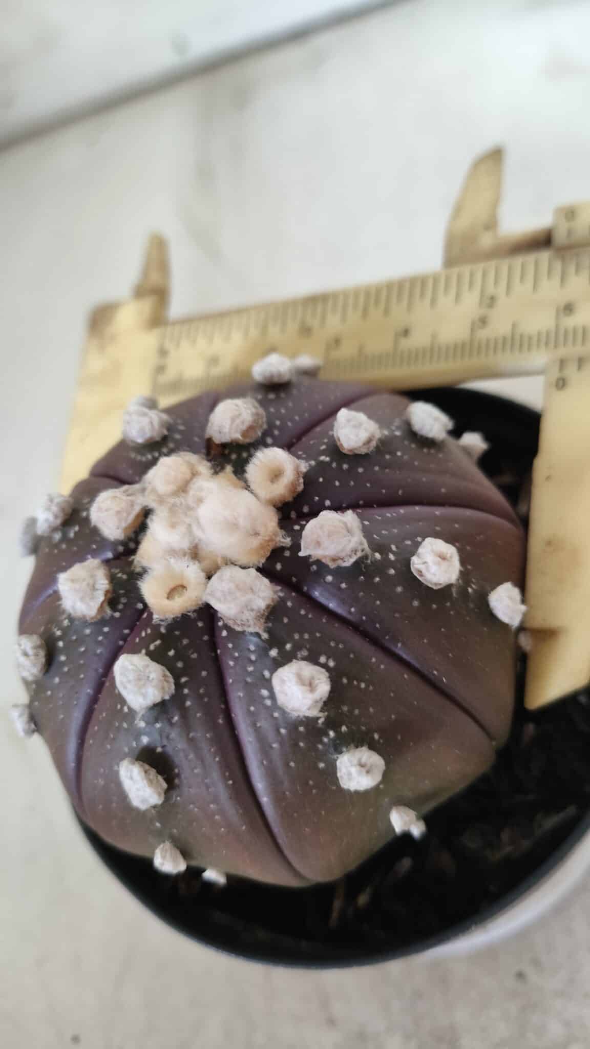 ASTROPHYTUM ASTERIAS “Purple”  Nº 709 – vaso 09