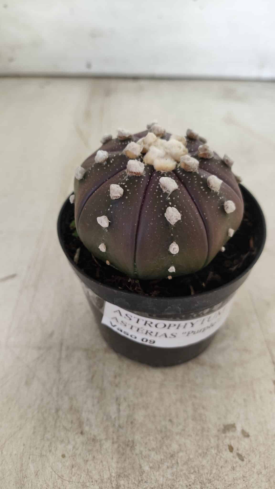 ASTROPHYTUM ASTERIAS “Purple”  Nº 709 – vaso 09