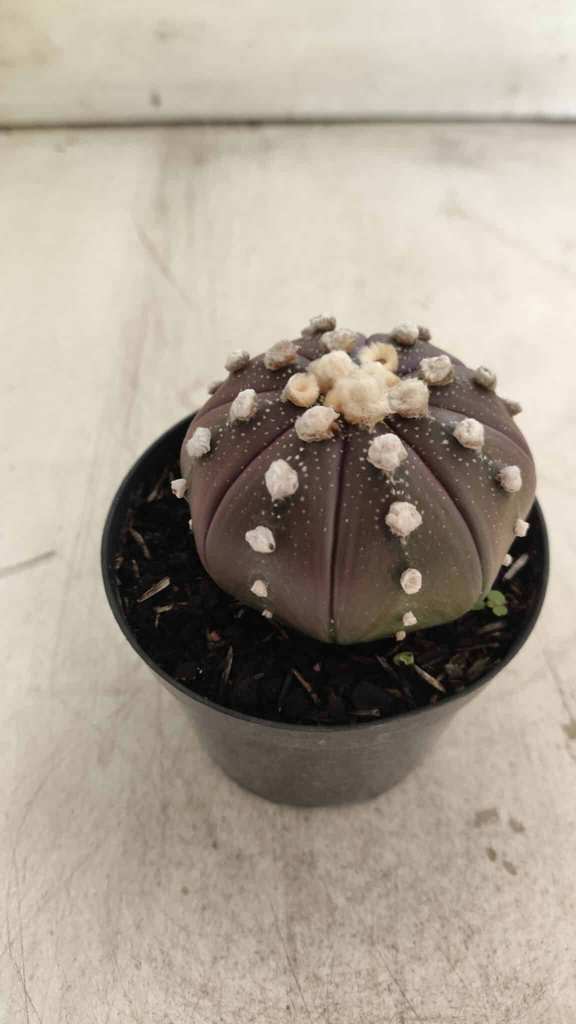 ASTROPHYTUM ASTERIAS “Purple”  Nº 709 – vaso 09