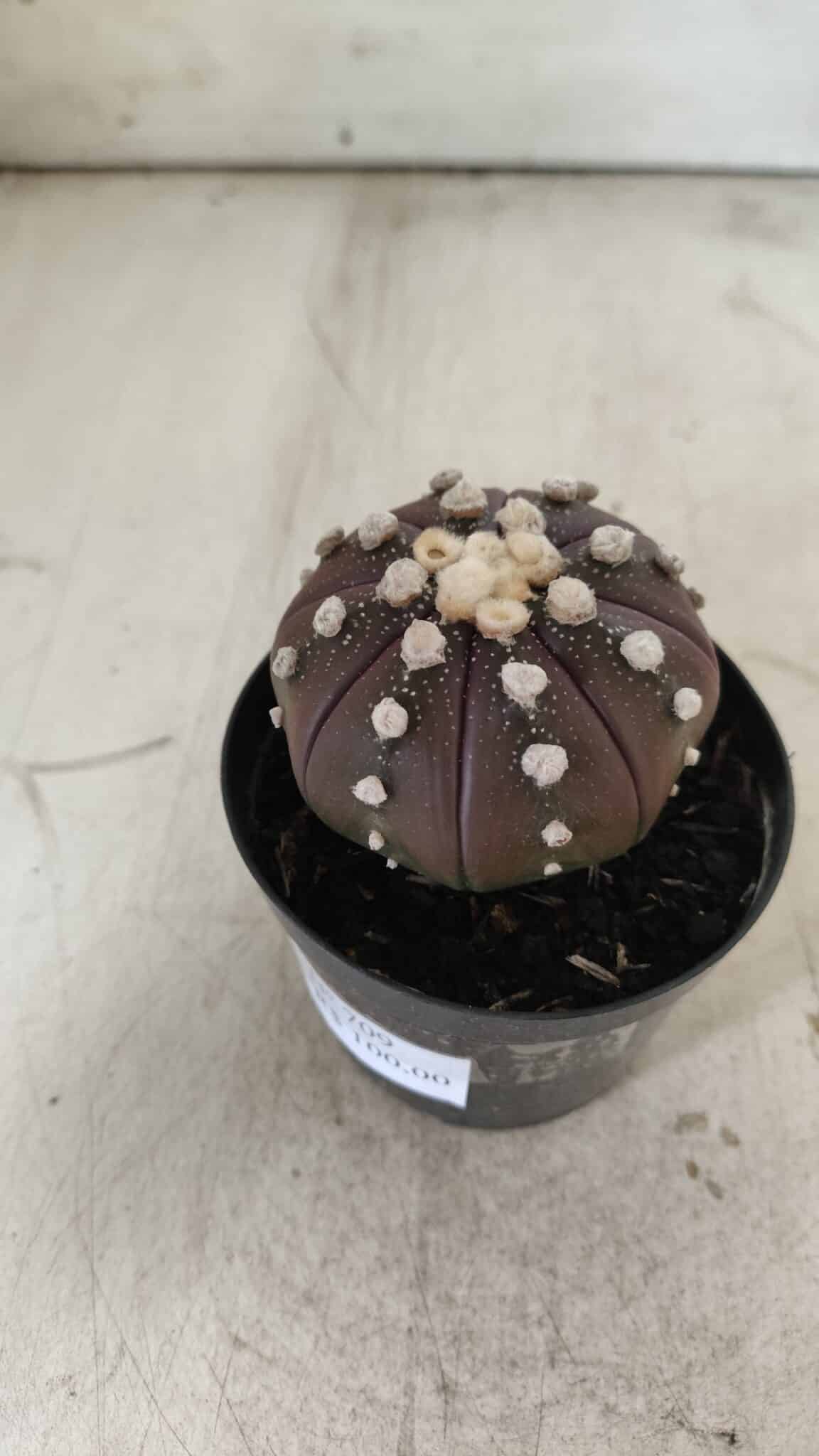 ASTROPHYTUM ASTERIAS “Purple”  Nº 709 – vaso 09