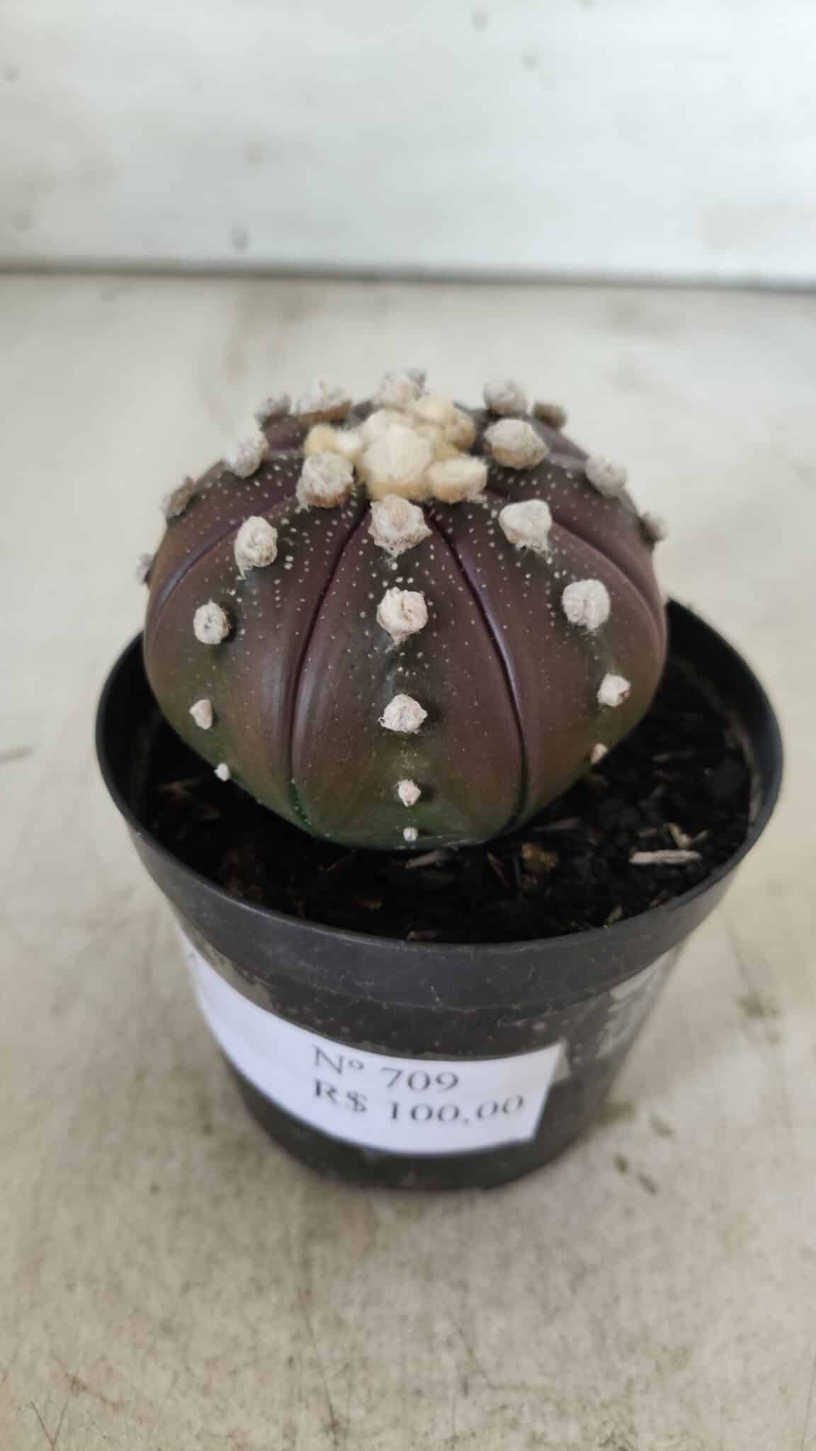 ASTROPHYTUM ASTERIAS “Purple”  Nº 709 – vaso 09