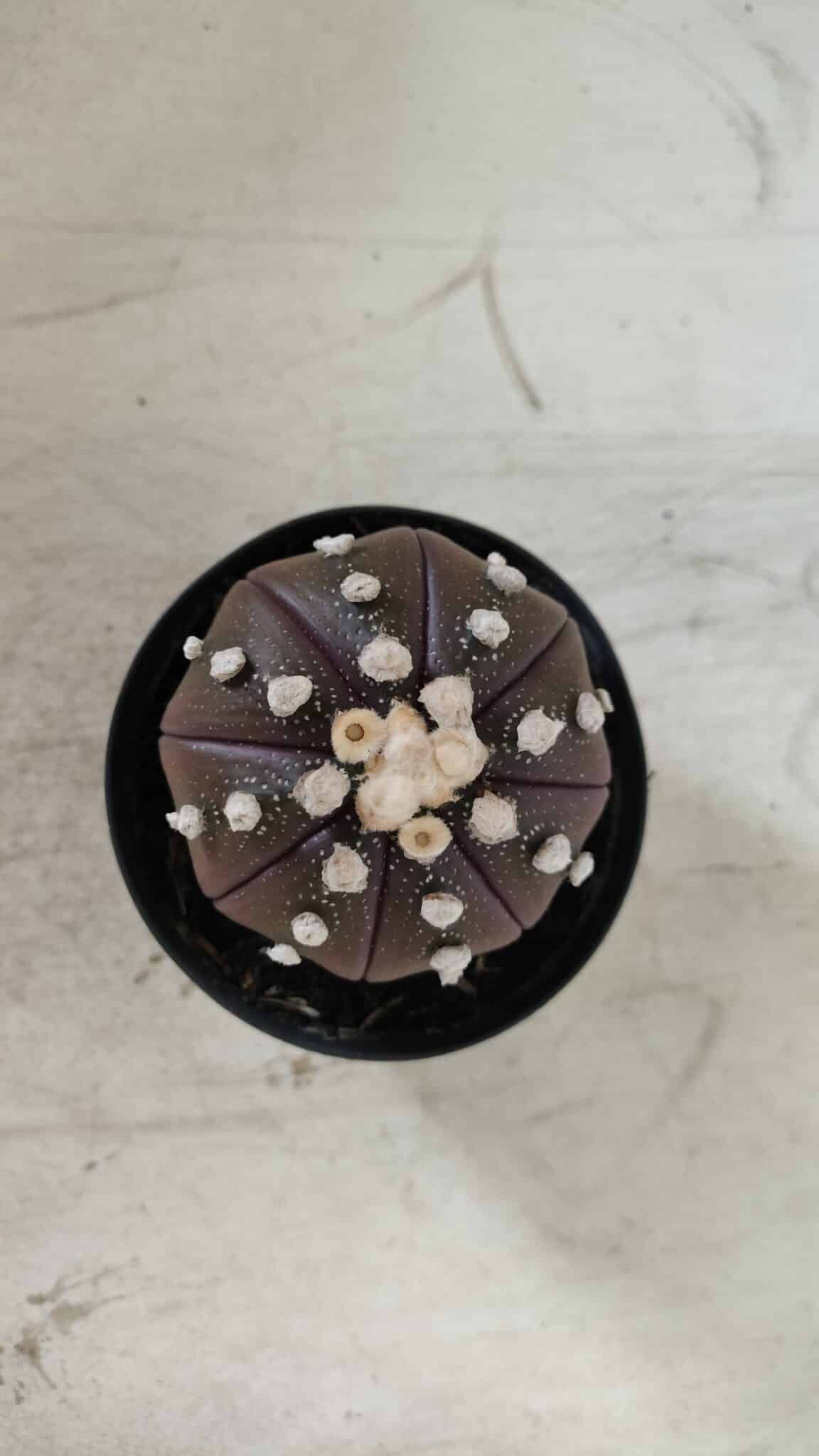 ASTROPHYTUM ASTERIAS “Purple”  Nº 709 – vaso 09