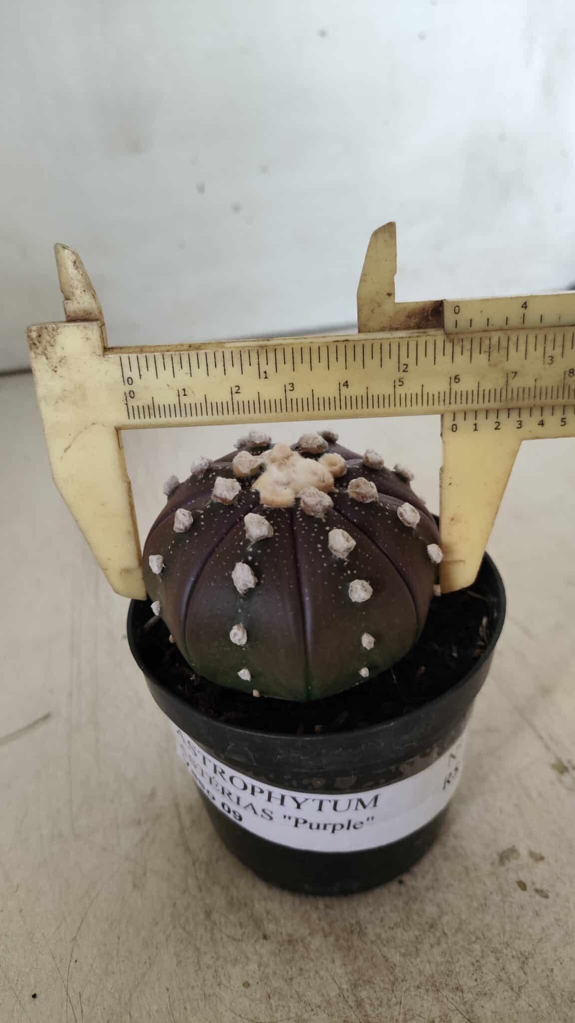 ASTROPHYTUM ASTERIAS “Purple”  Nº 709 – vaso 09