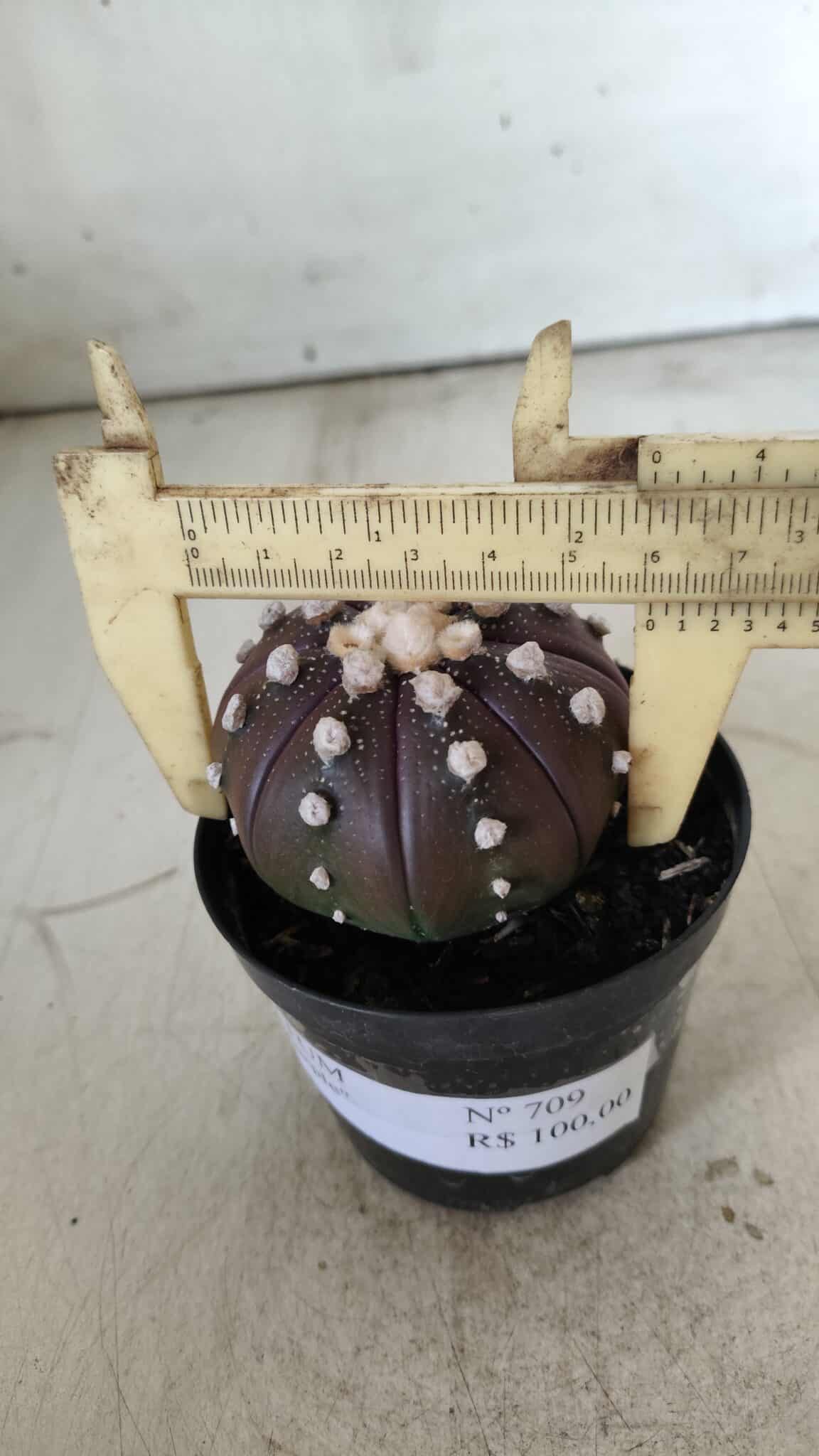 ASTROPHYTUM ASTERIAS “Purple”  Nº 709 – vaso 09