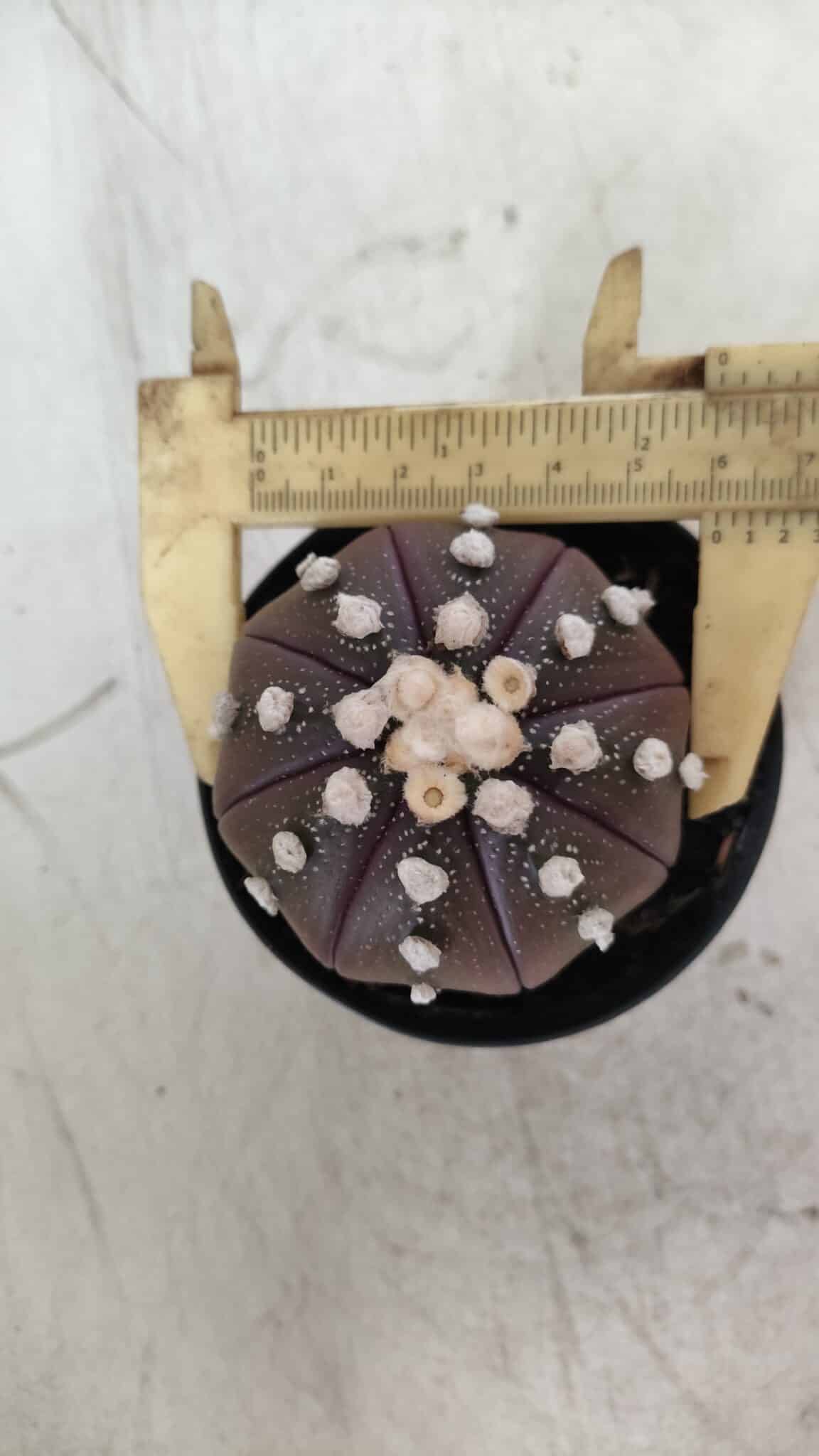 ASTROPHYTUM ASTERIAS “Purple”  Nº 709 – vaso 09