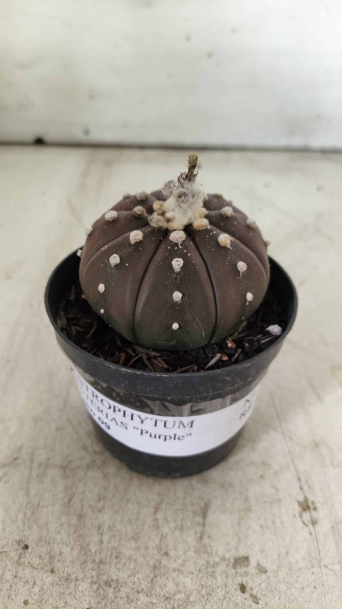 ASTROPHYTUM ASTERIAS “Purple”  Nº 719 – vaso 09