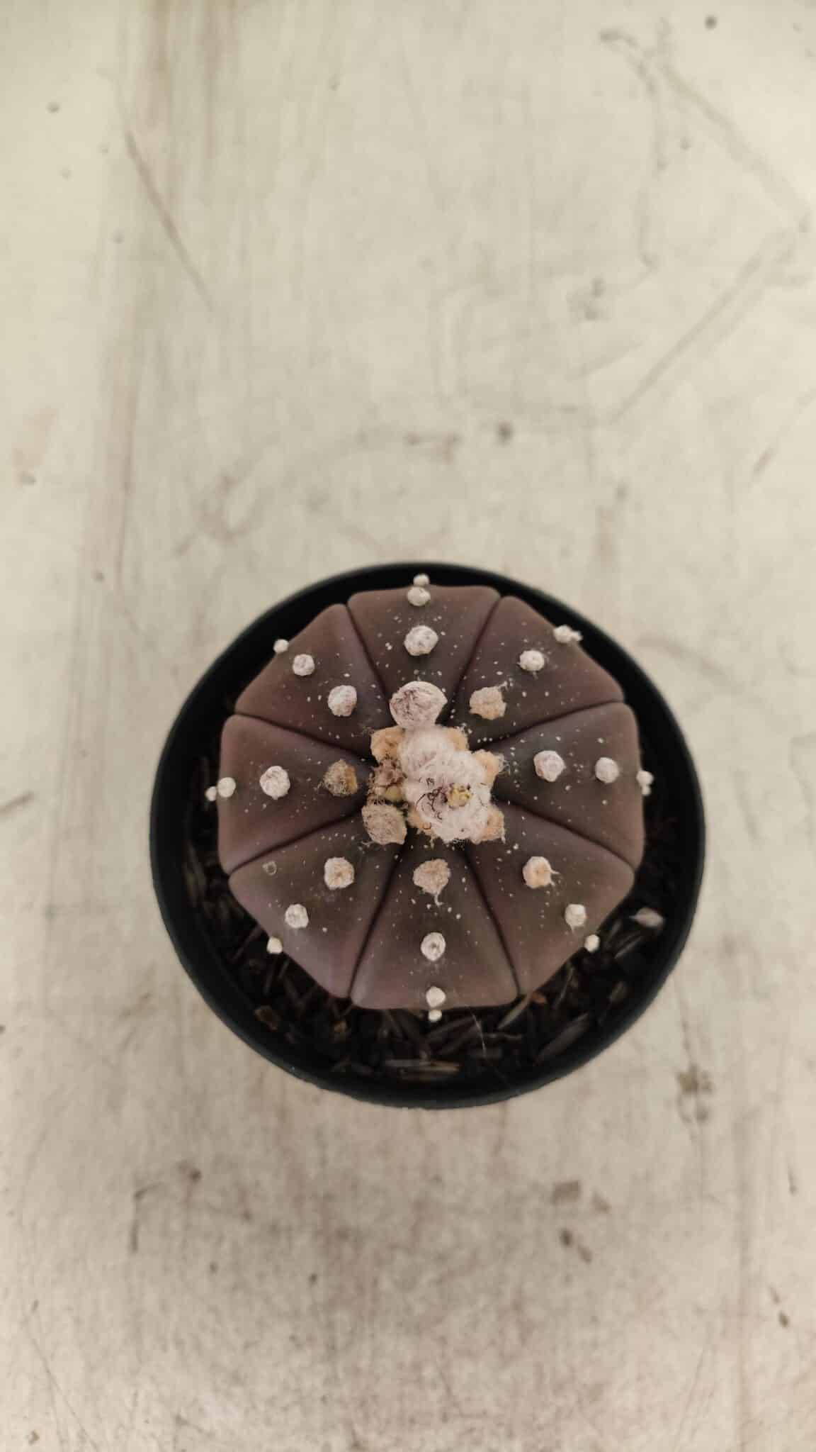 ASTROPHYTUM ASTERIAS “Purple”  Nº 719 – vaso 09