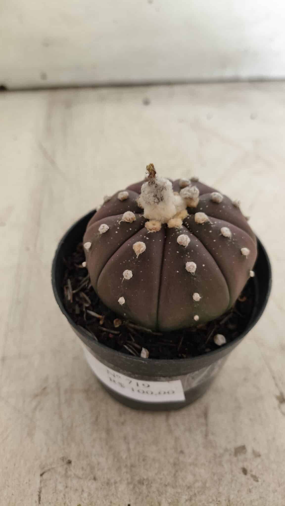 ASTROPHYTUM ASTERIAS “Purple”  Nº 719 – vaso 09