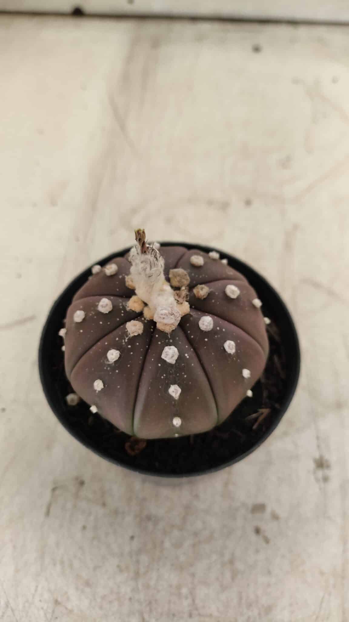 ASTROPHYTUM ASTERIAS “Purple”  Nº 719 – vaso 09