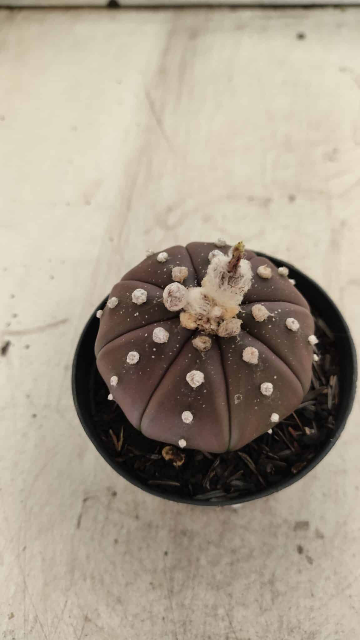 ASTROPHYTUM ASTERIAS “Purple”  Nº 719 – vaso 09