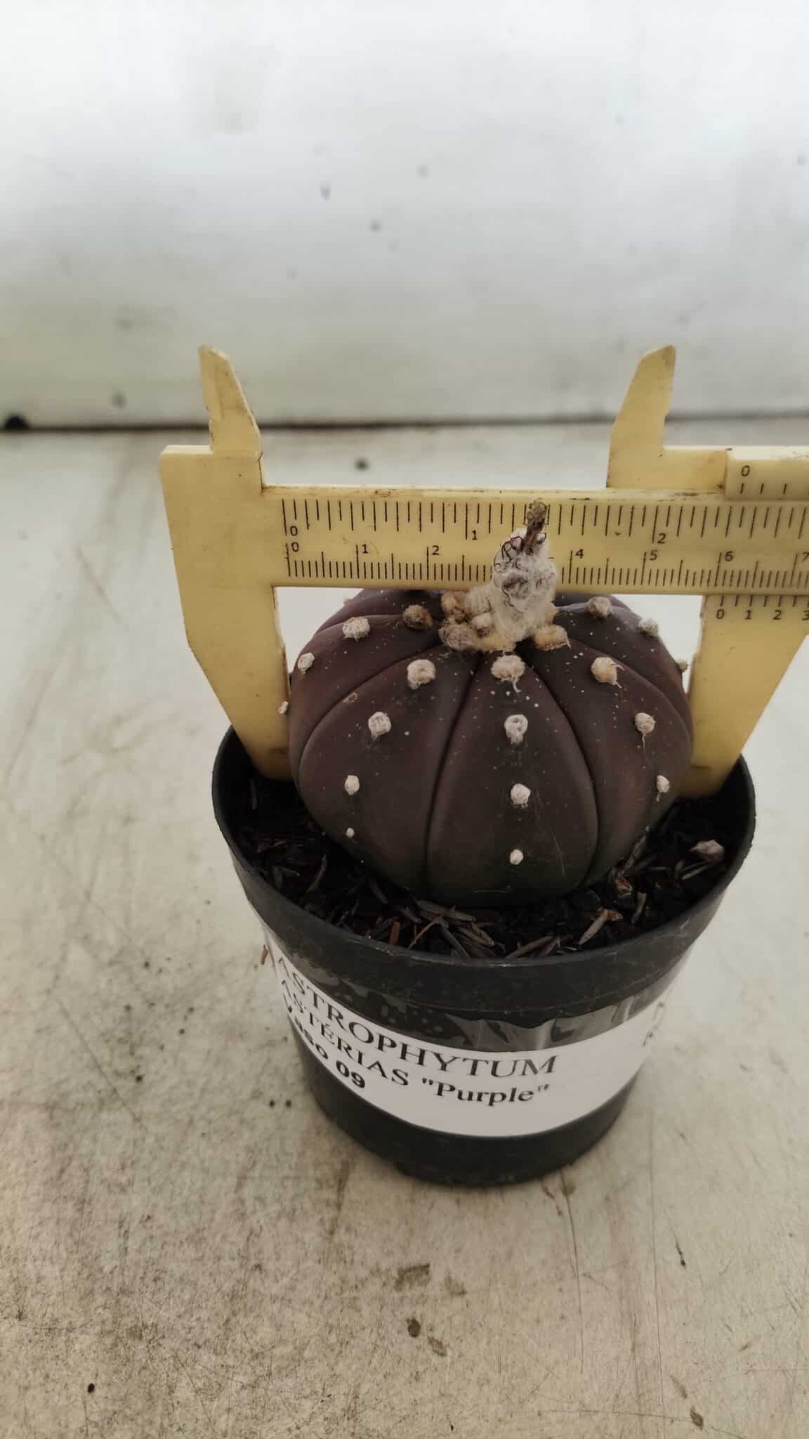 ASTROPHYTUM ASTERIAS “Purple”  Nº 719 – vaso 09