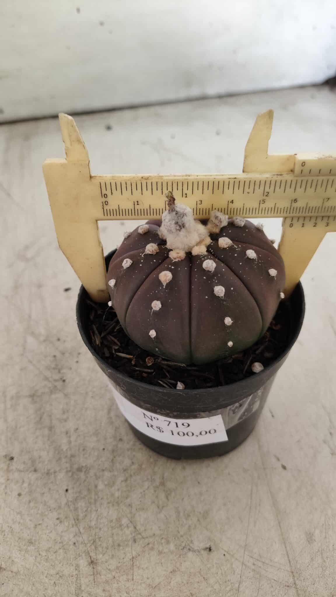 ASTROPHYTUM ASTERIAS “Purple”  Nº 719 – vaso 09