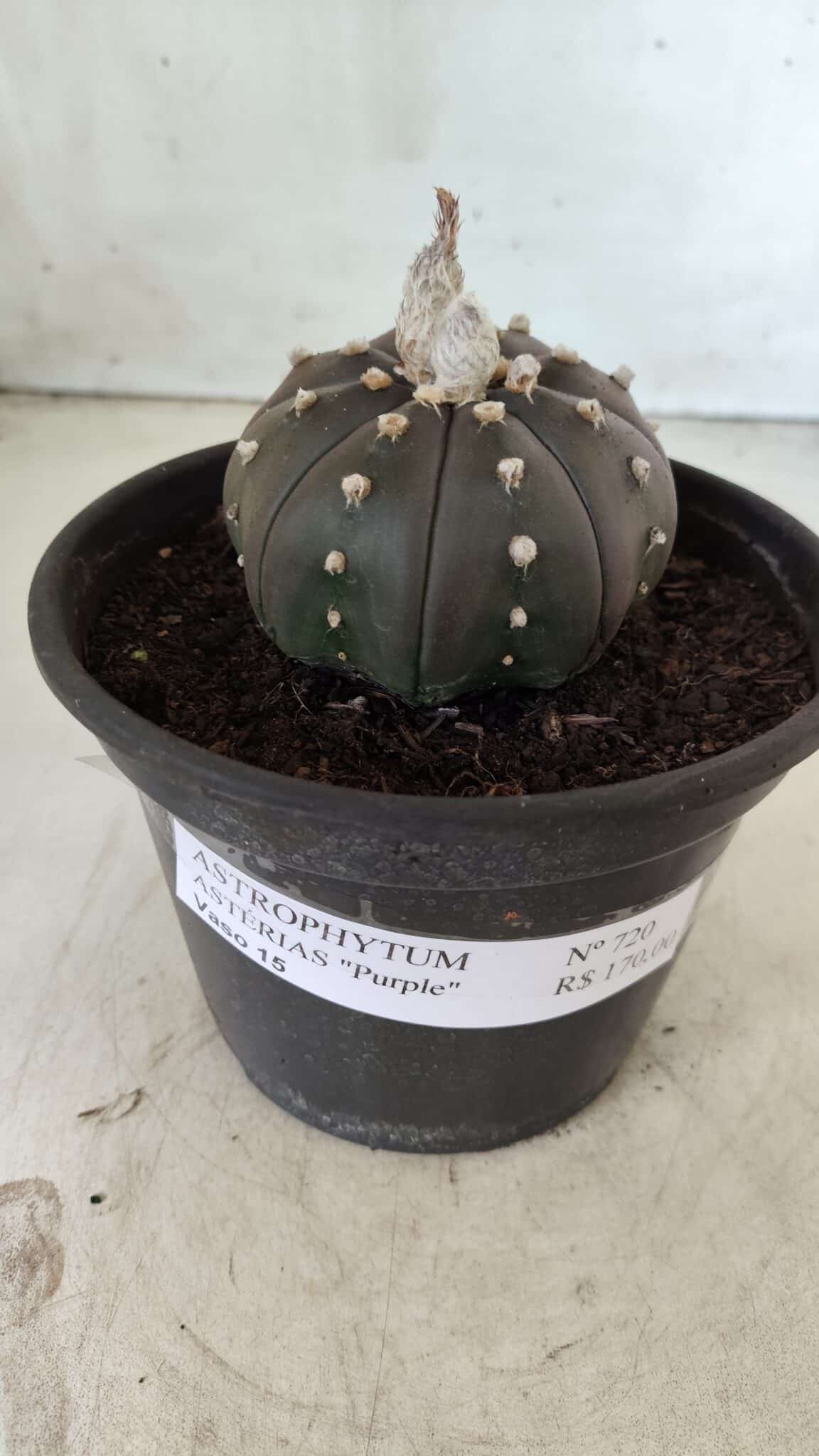 ASTROPHYTUM ASTERIAS “Purple”  Nº 720 – vaso 15