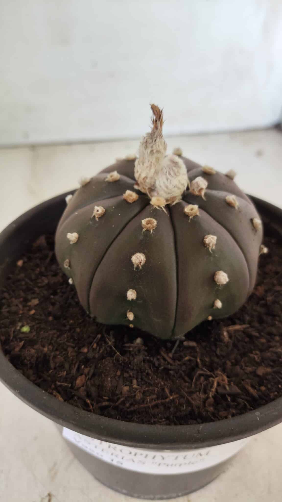 ASTROPHYTUM ASTERIAS “Purple”  Nº 720 – vaso 15