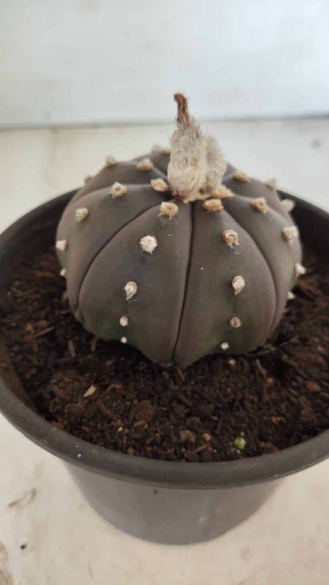 ASTROPHYTUM ASTERIAS “Purple”  Nº 720 – vaso 15