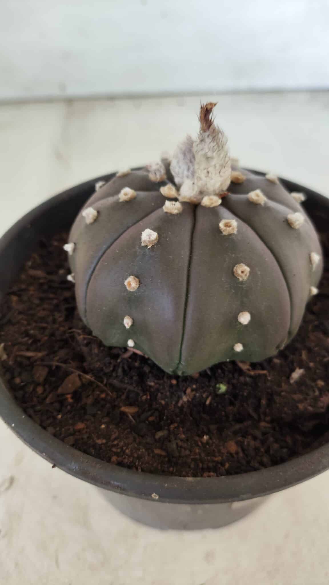 ASTROPHYTUM ASTERIAS “Purple”  Nº 720 – vaso 15