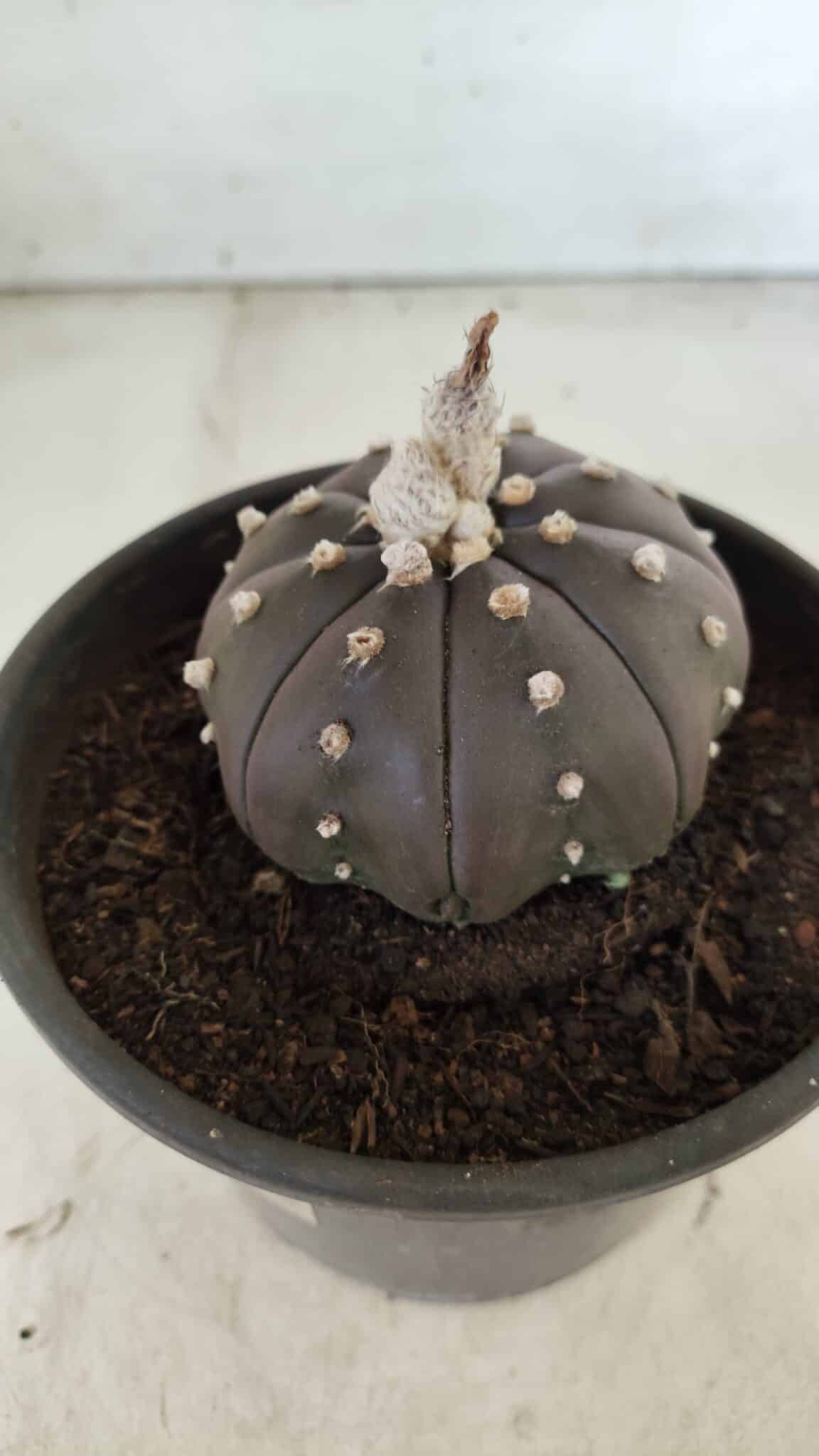 ASTROPHYTUM ASTERIAS “Purple”  Nº 720 – vaso 15