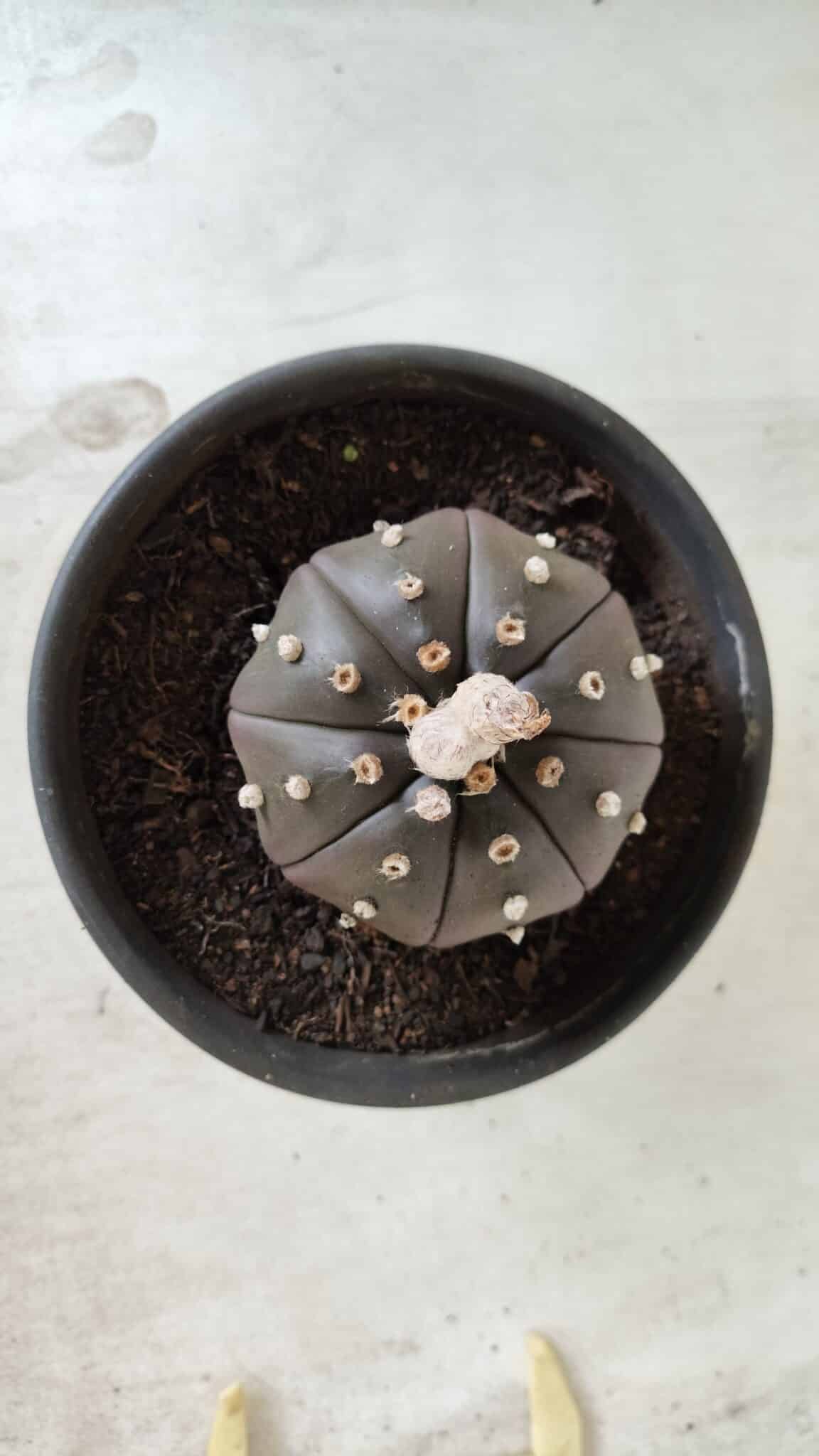 ASTROPHYTUM ASTERIAS “Purple”  Nº 720 – vaso 15