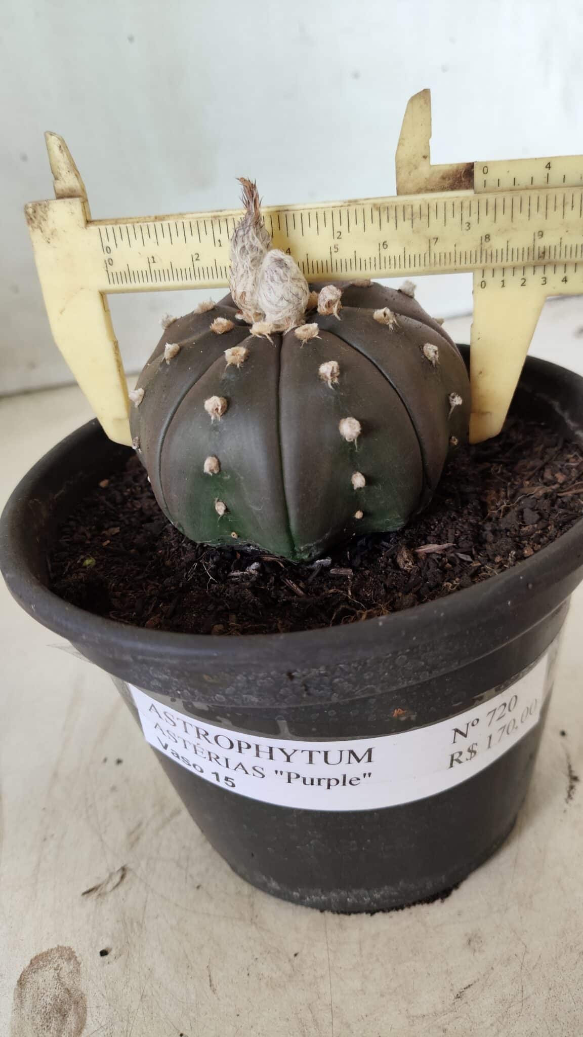 ASTROPHYTUM ASTERIAS “Purple”  Nº 720 – vaso 15