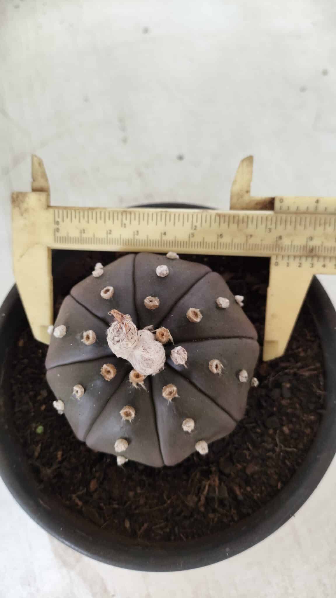 ASTROPHYTUM ASTERIAS “Purple”  Nº 720 – vaso 15