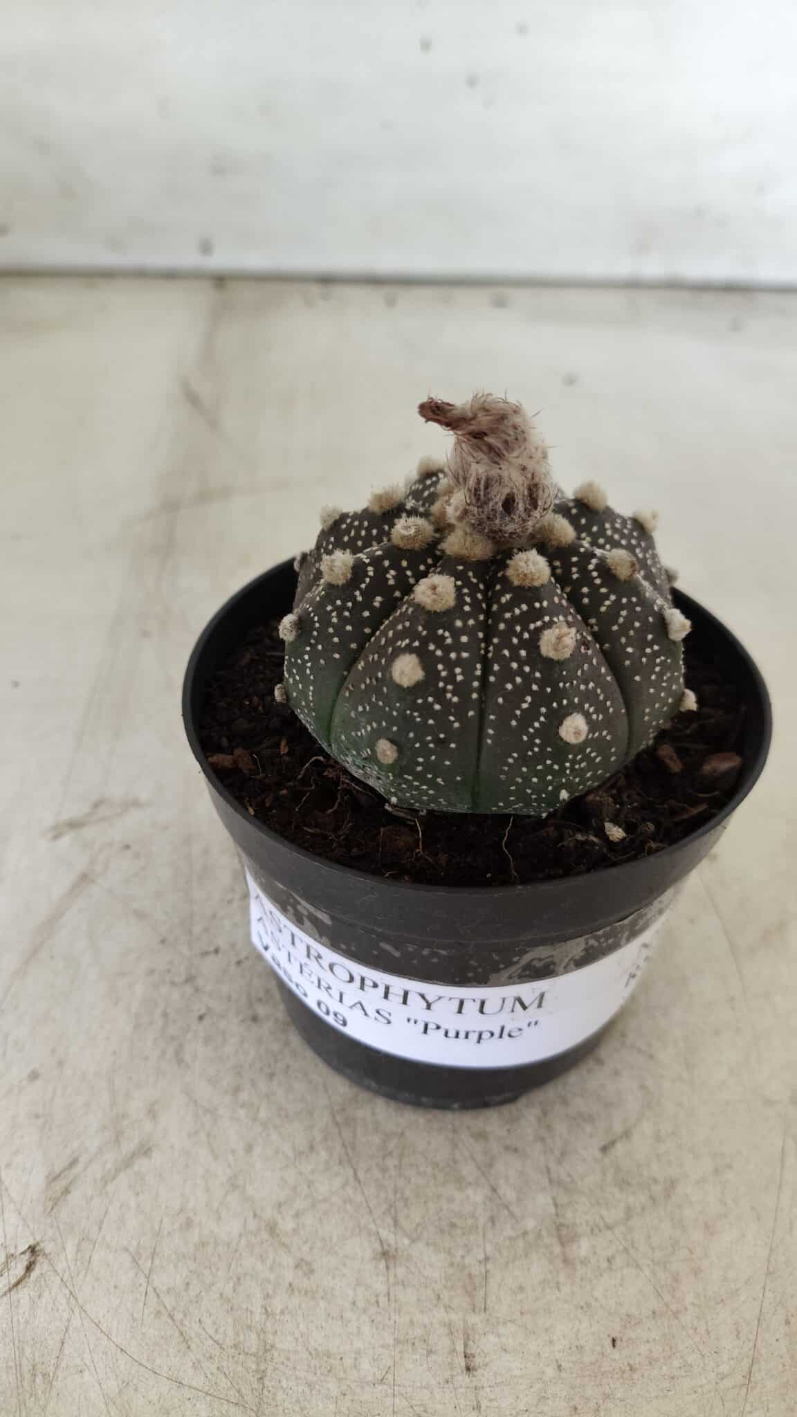 ASTROPHYTUM ASTERIAS “Purple”  Nº 721 – vaso 09