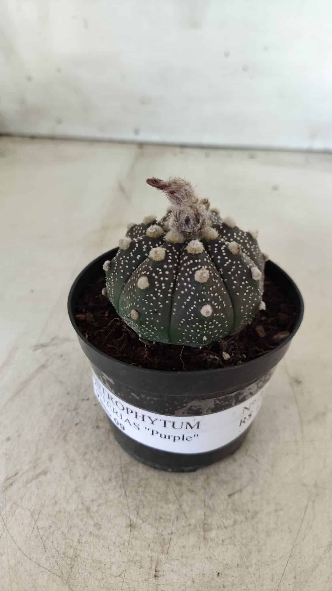 ASTROPHYTUM ASTERIAS “Purple”  Nº 721 – vaso 09