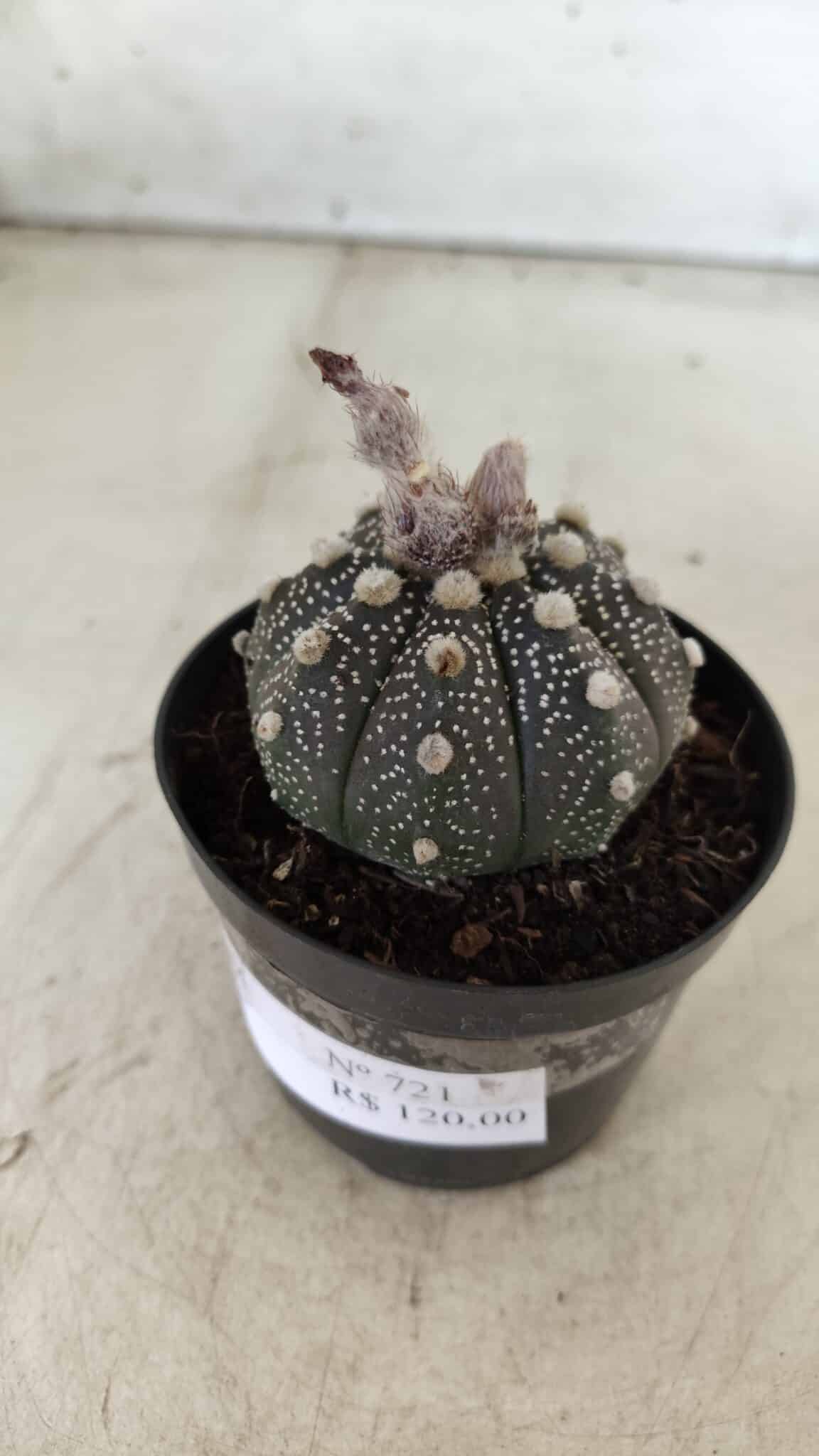 ASTROPHYTUM ASTERIAS “Purple”  Nº 721 – vaso 09