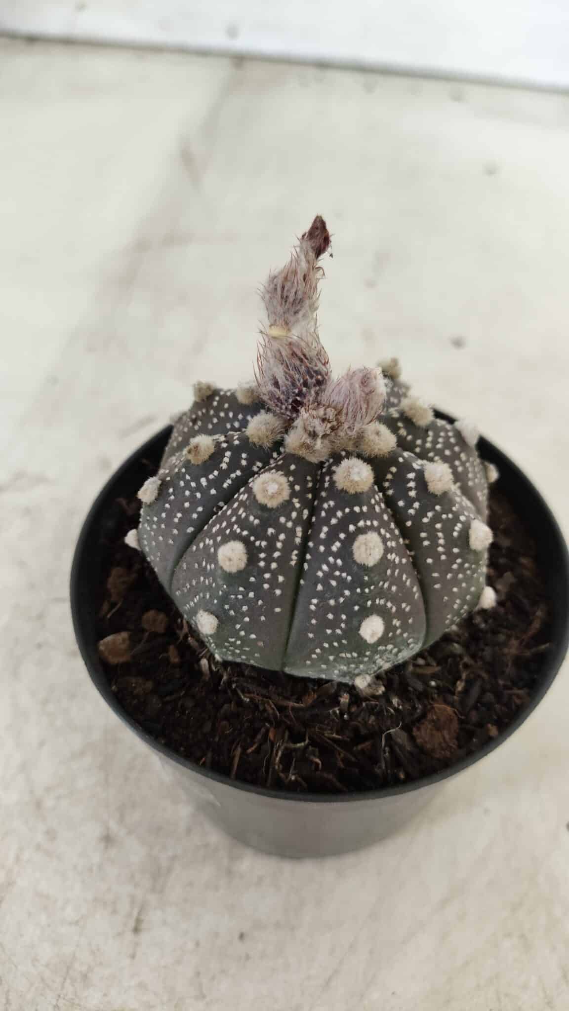 ASTROPHYTUM ASTERIAS “Purple”  Nº 721 – vaso 09