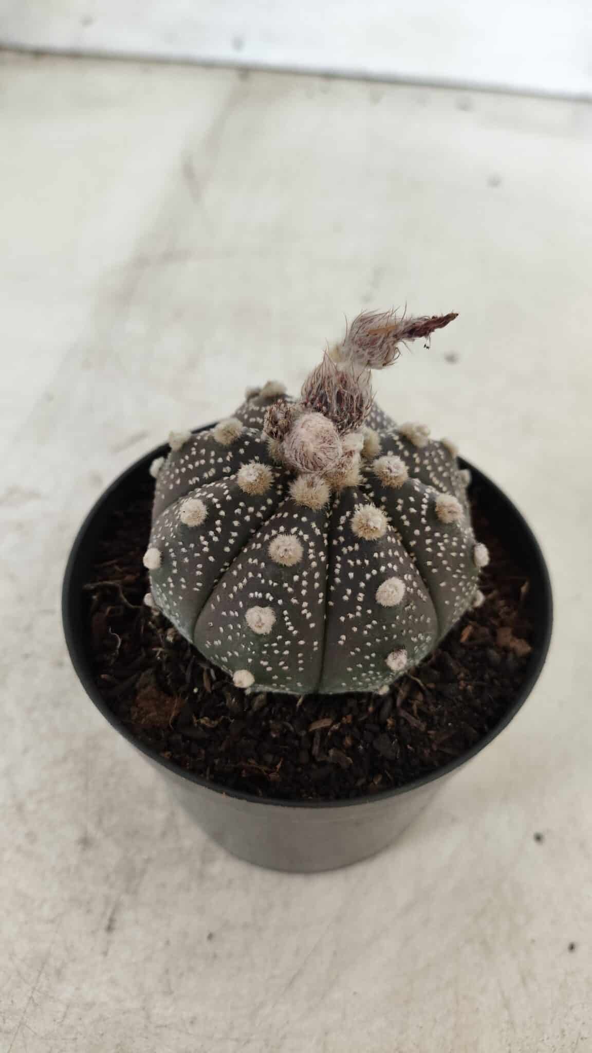ASTROPHYTUM ASTERIAS “Purple”  Nº 721 – vaso 09