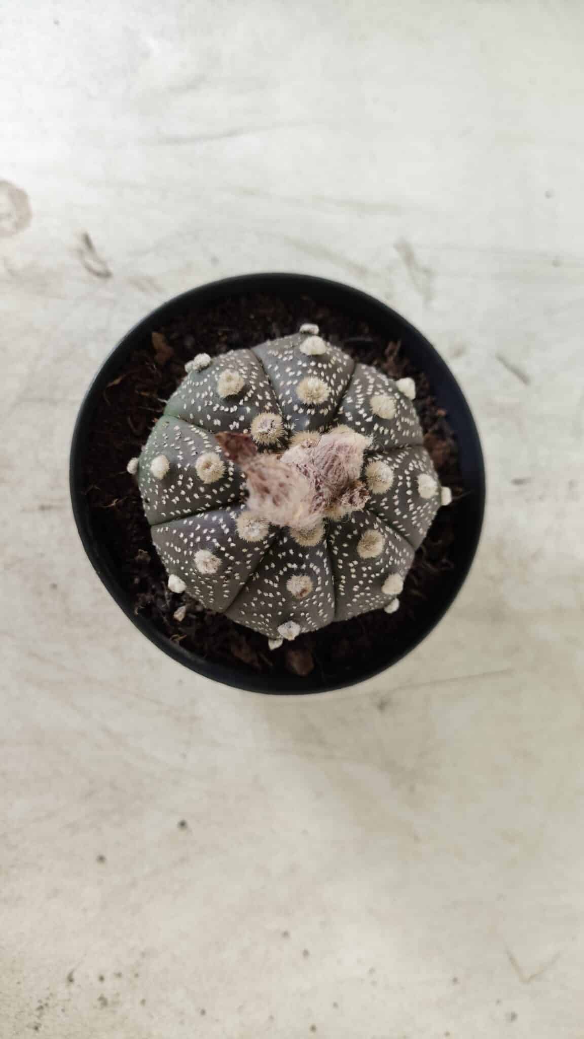 ASTROPHYTUM ASTERIAS “Purple”  Nº 721 – vaso 09