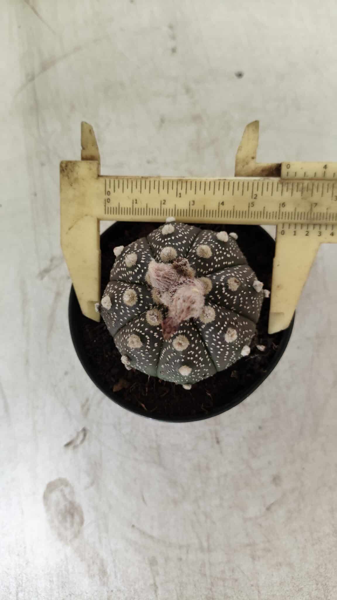 ASTROPHYTUM ASTERIAS “Purple”  Nº 721 – vaso 09