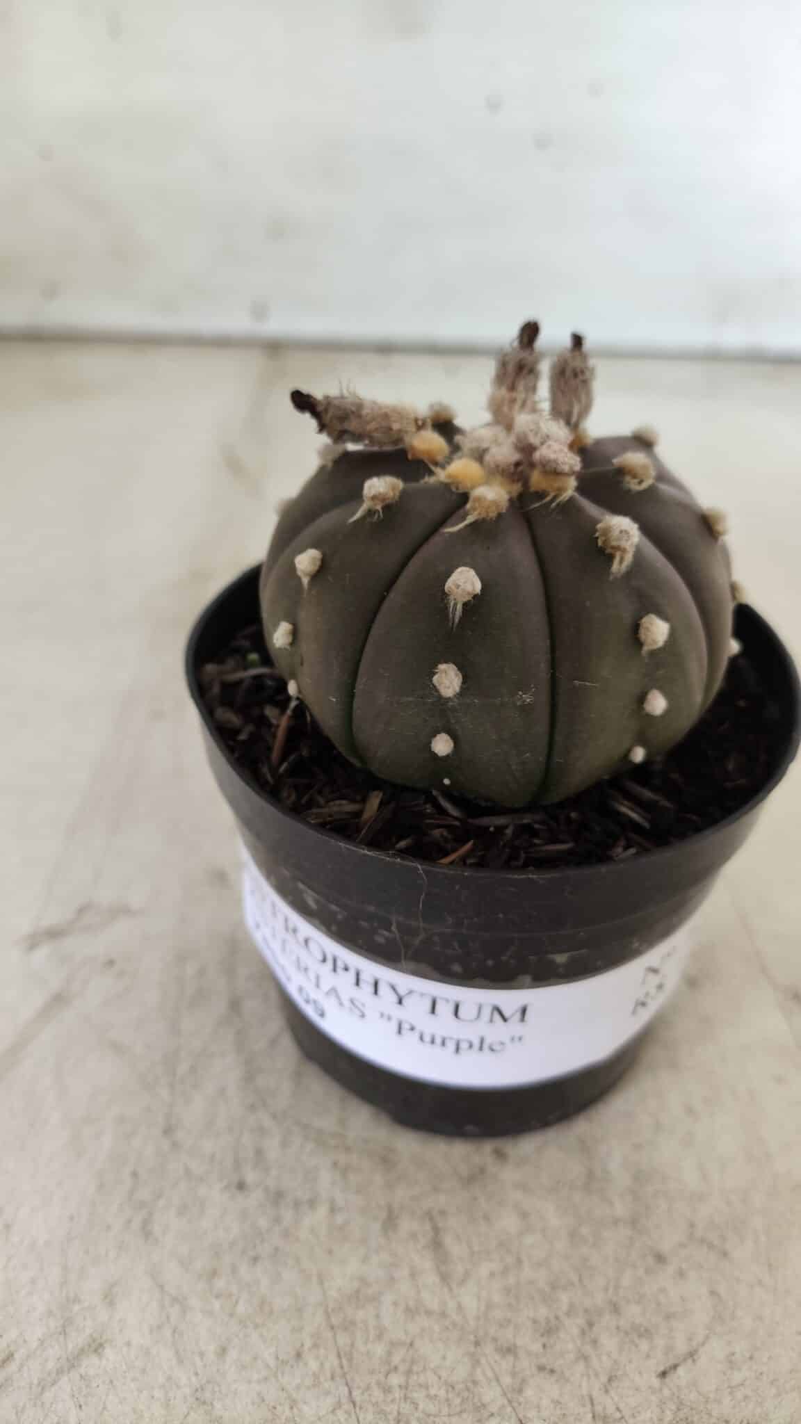 ASTROPHYTUM ASTERIAS “Purple”  Nº 722 – vaso 09