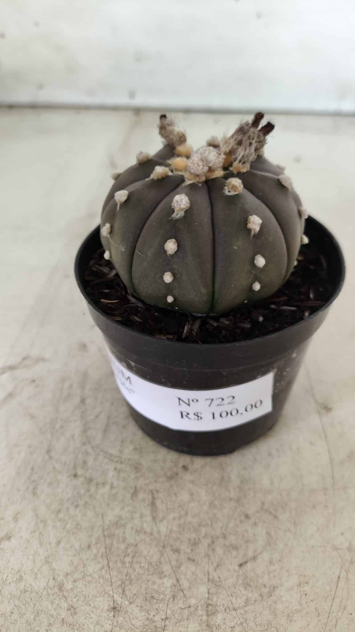 ASTROPHYTUM ASTERIAS “Purple”  Nº 722 – vaso 09