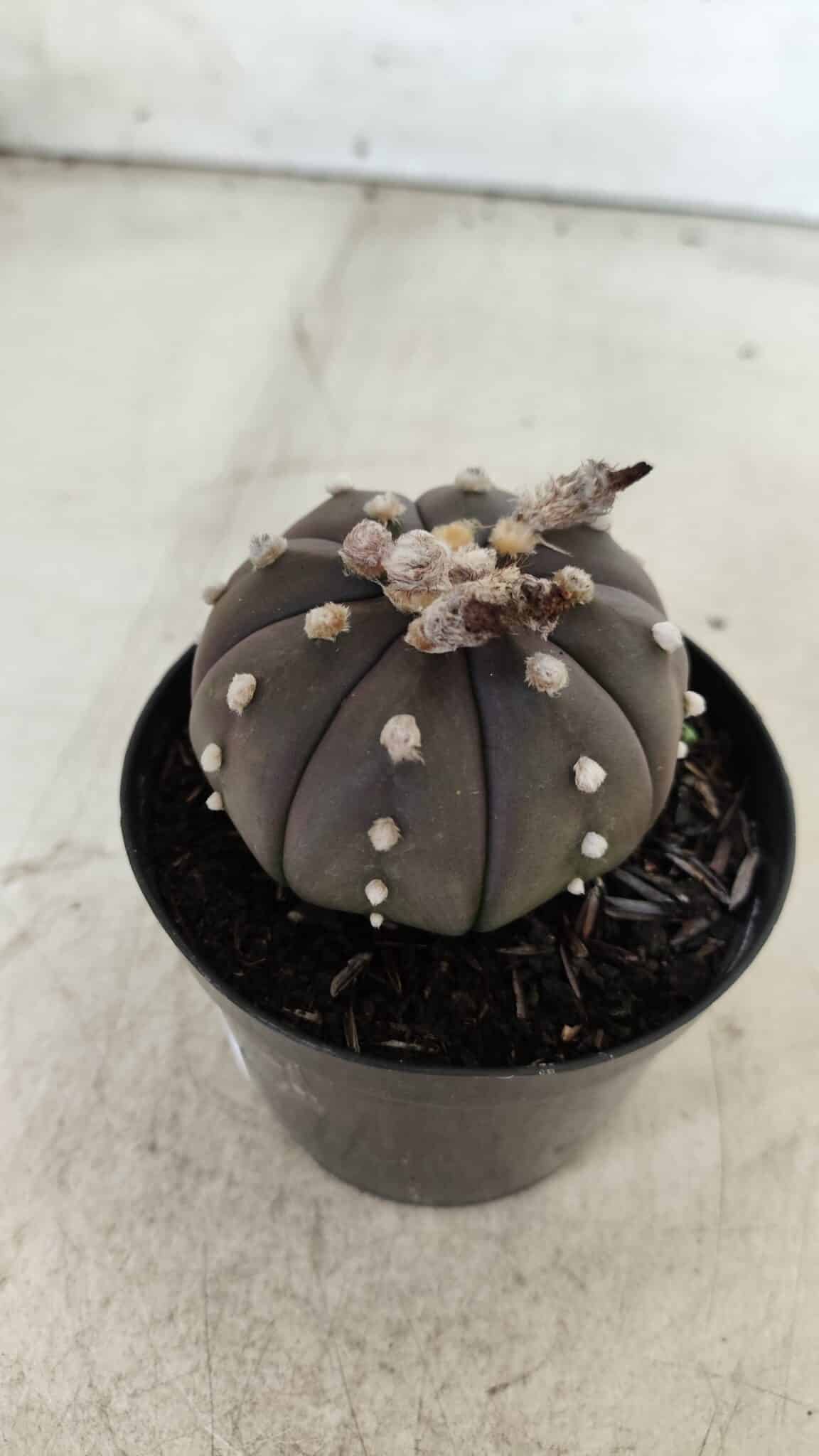 ASTROPHYTUM ASTERIAS “Purple”  Nº 722 – vaso 09