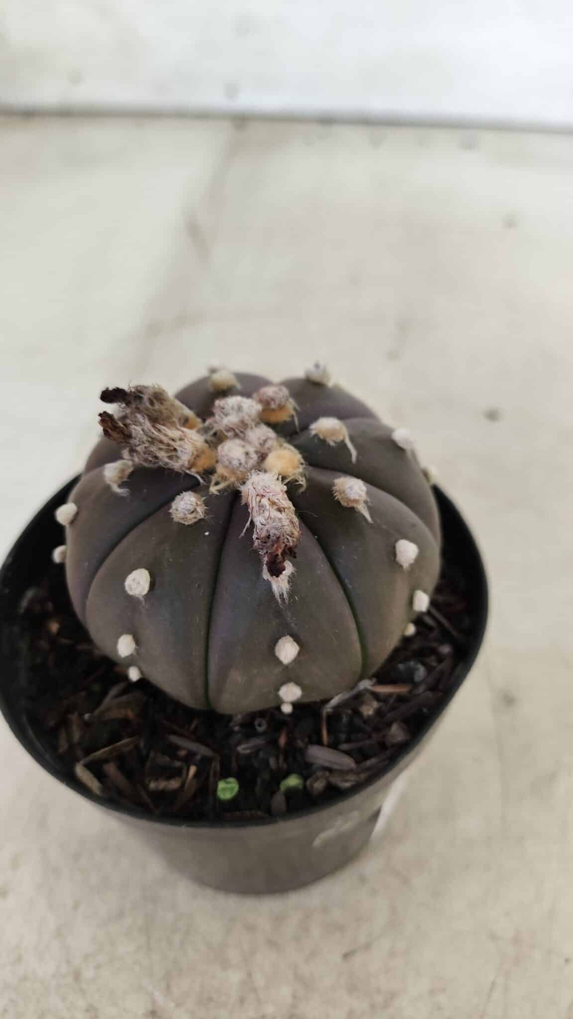 ASTROPHYTUM ASTERIAS “Purple”  Nº 722 – vaso 09