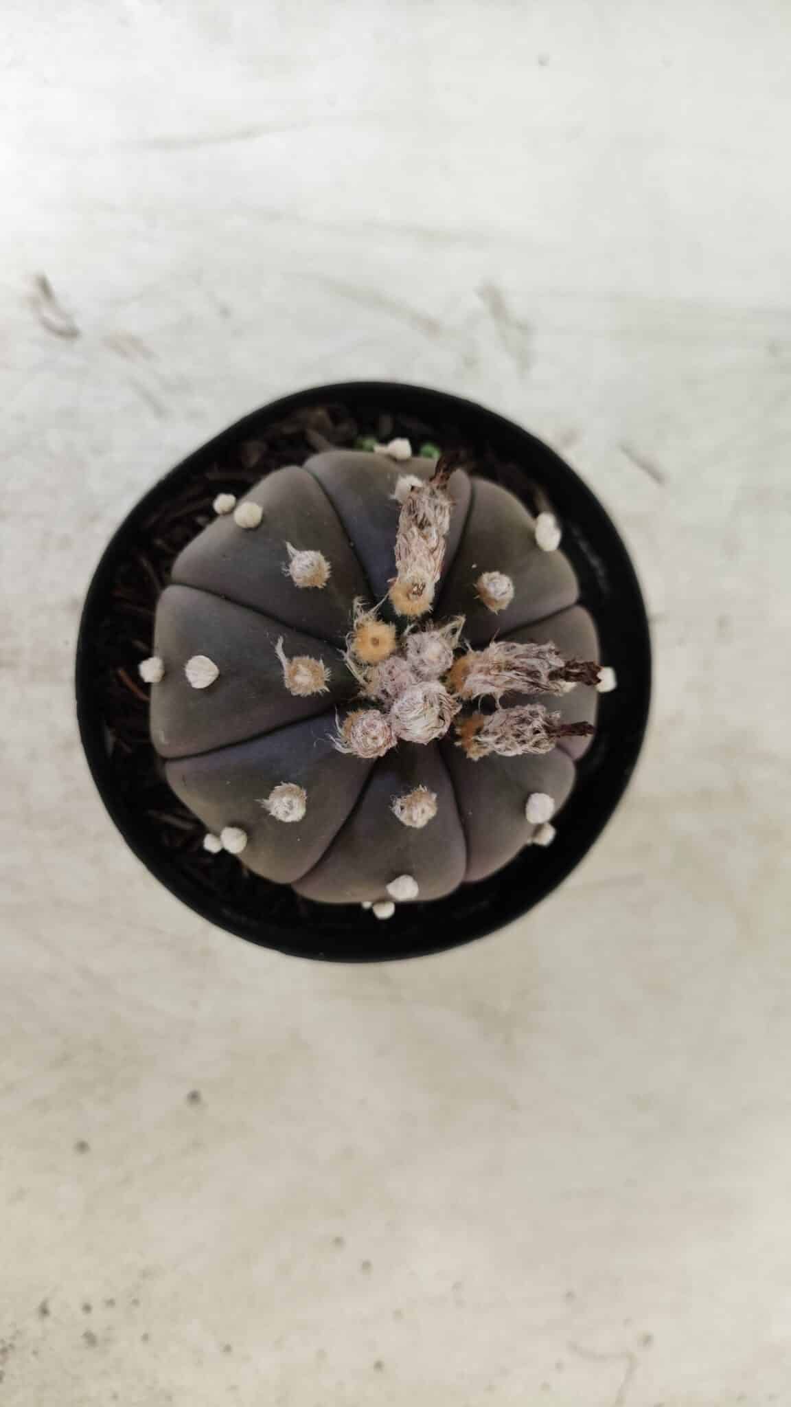 ASTROPHYTUM ASTERIAS “Purple”  Nº 722 – vaso 09