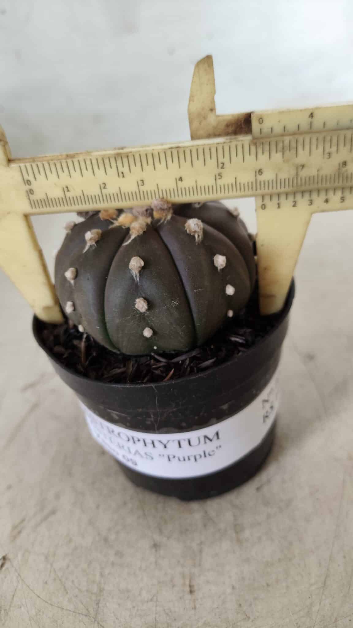ASTROPHYTUM ASTERIAS “Purple”  Nº 722 – vaso 09