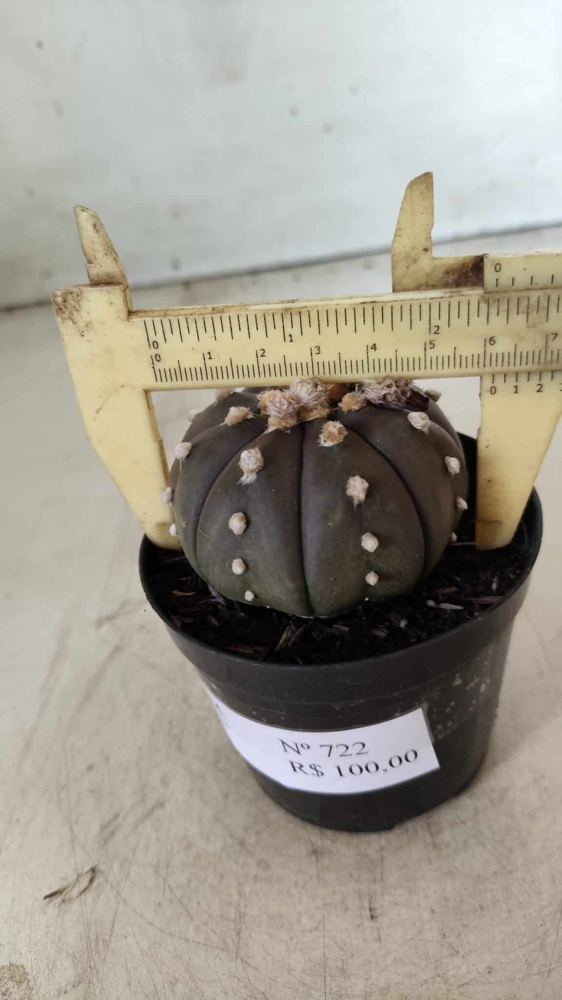 ASTROPHYTUM ASTERIAS “Purple”  Nº 722 – vaso 09