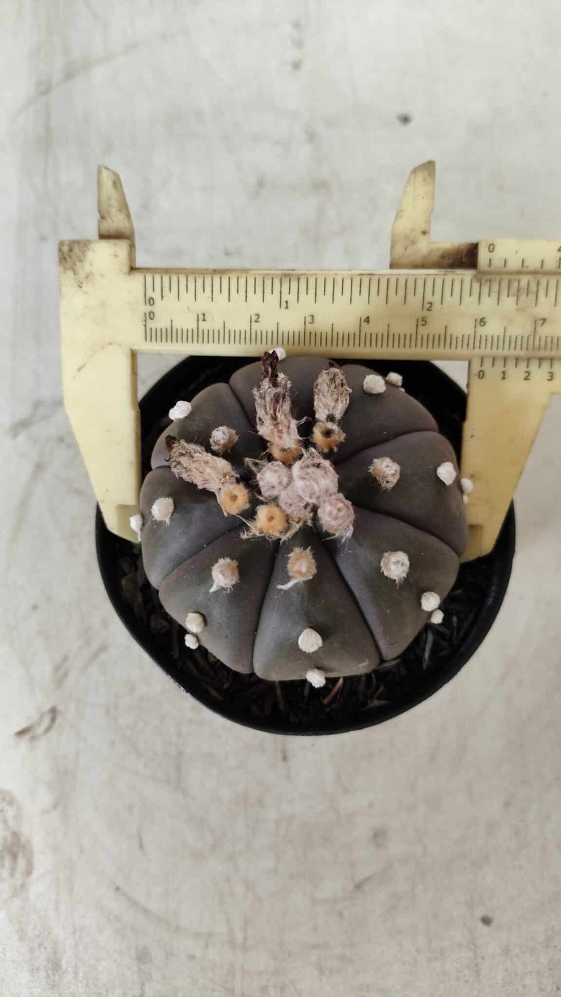 ASTROPHYTUM ASTERIAS “Purple”  Nº 722 – vaso 09