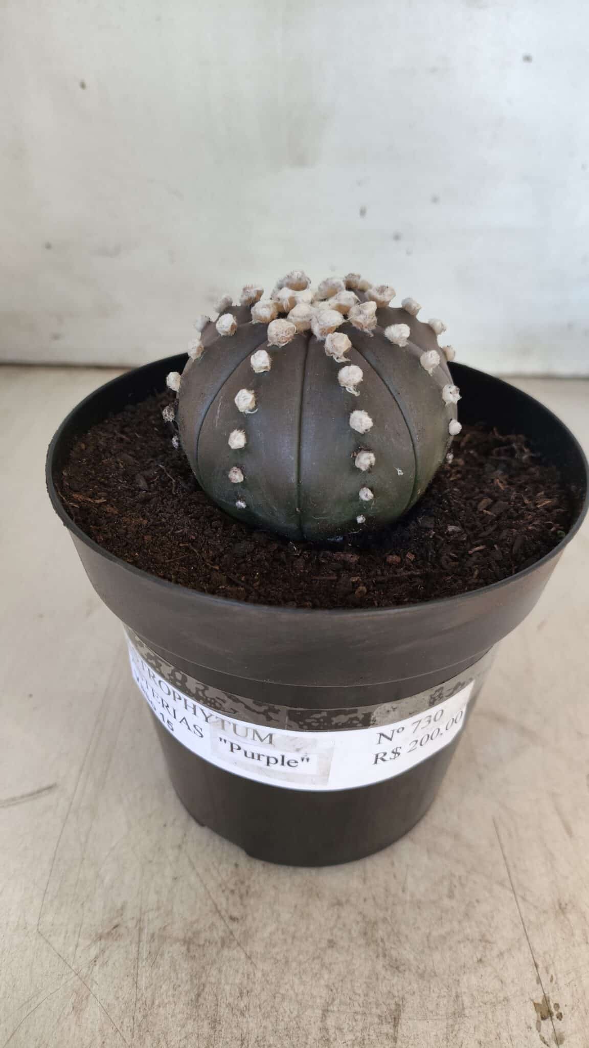 ASTROPHYTUM ASTERIAS “Purple”  Nº 730 – vaso 15