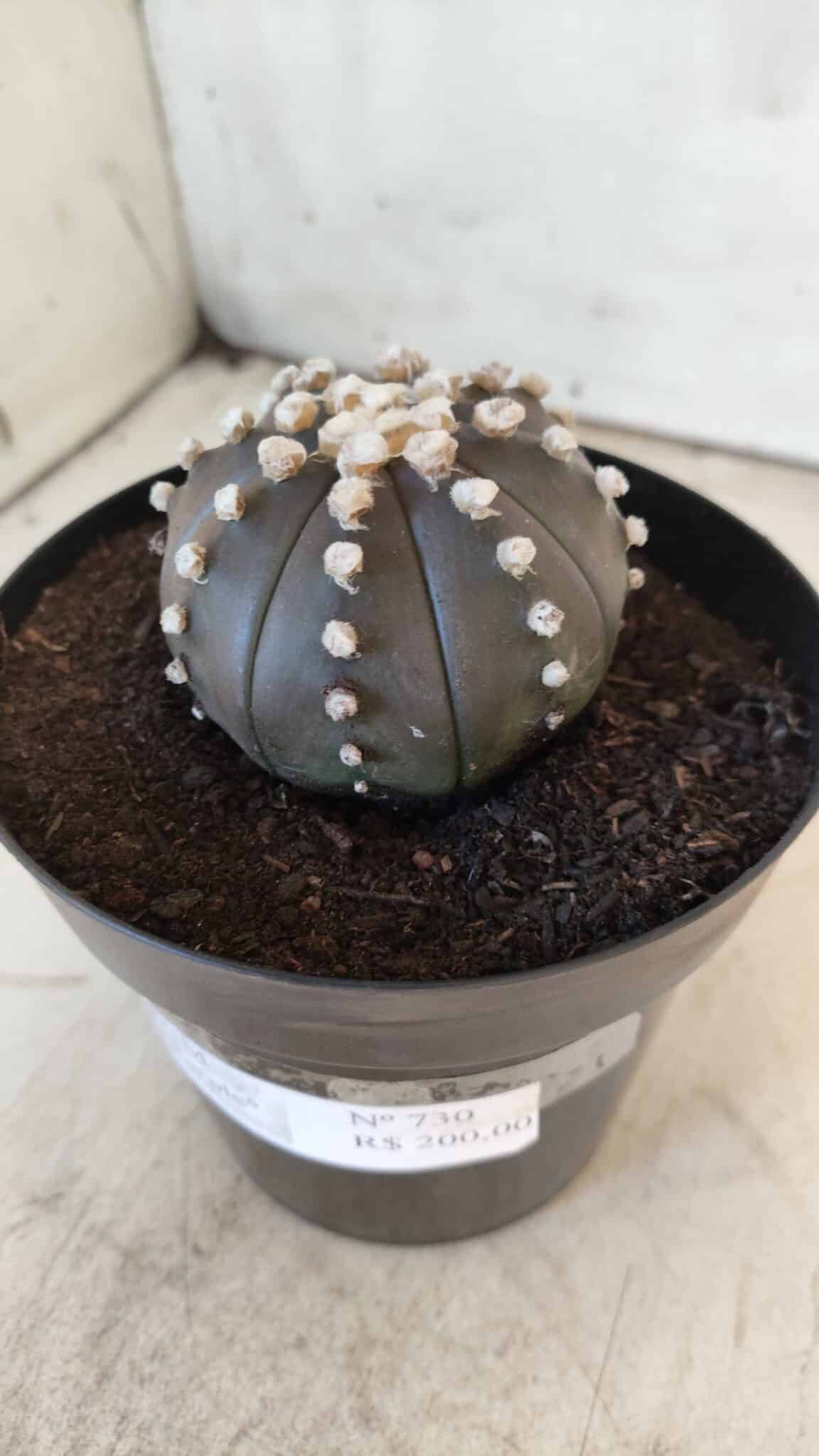 ASTROPHYTUM ASTERIAS “Purple”  Nº 730 – vaso 15