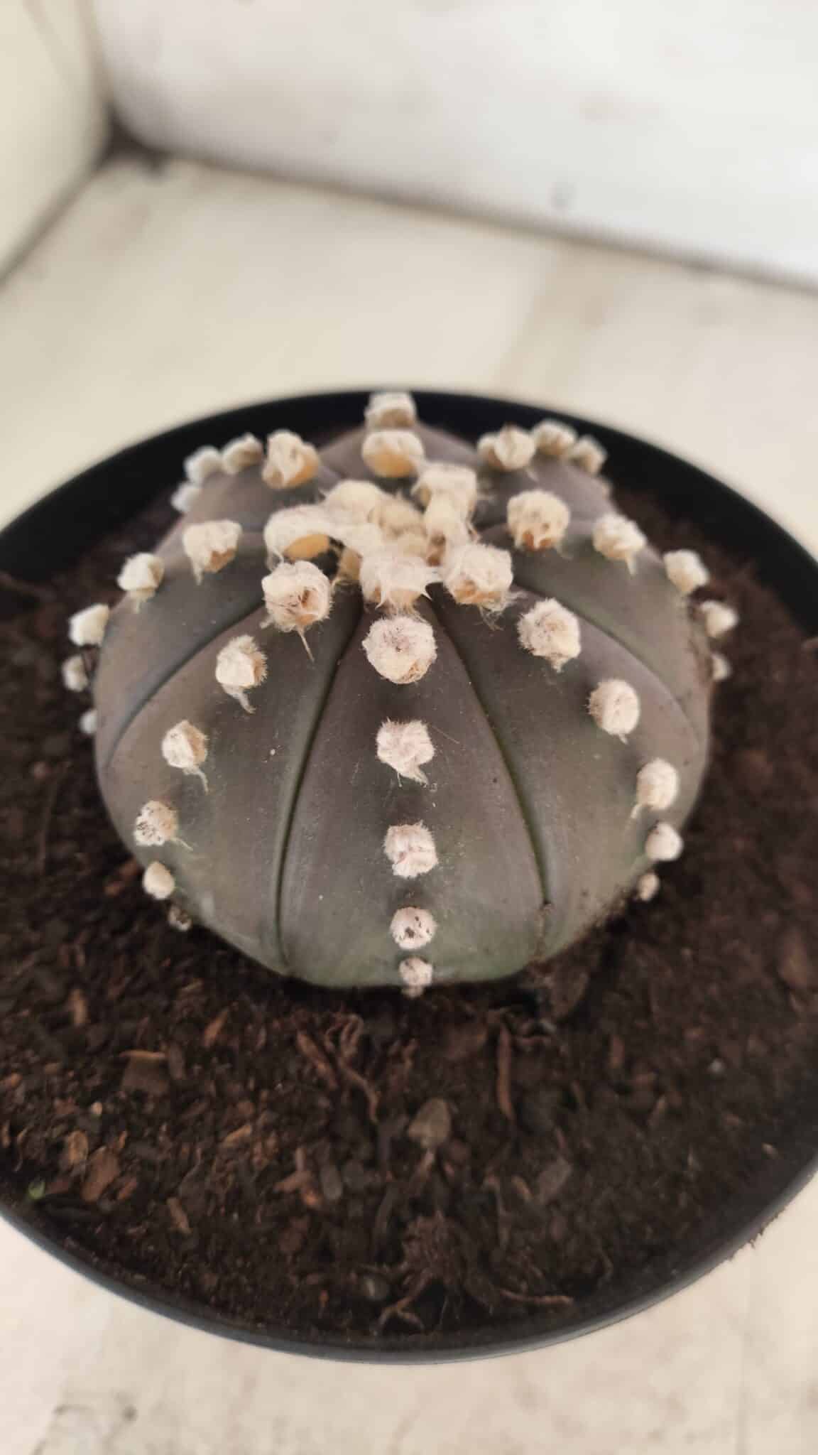 ASTROPHYTUM ASTERIAS “Purple”  Nº 730 – vaso 15