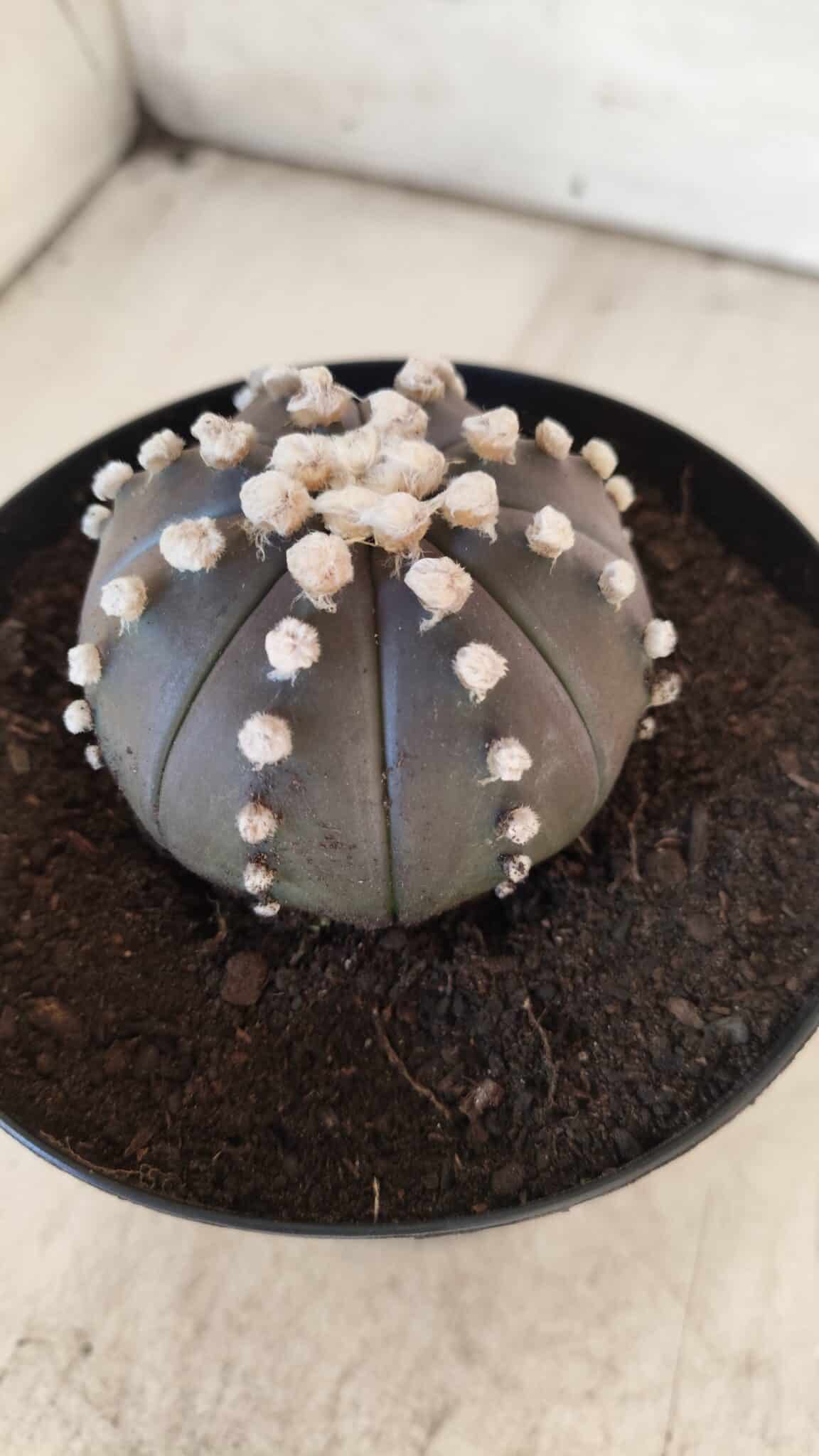 ASTROPHYTUM ASTERIAS “Purple”  Nº 730 – vaso 15