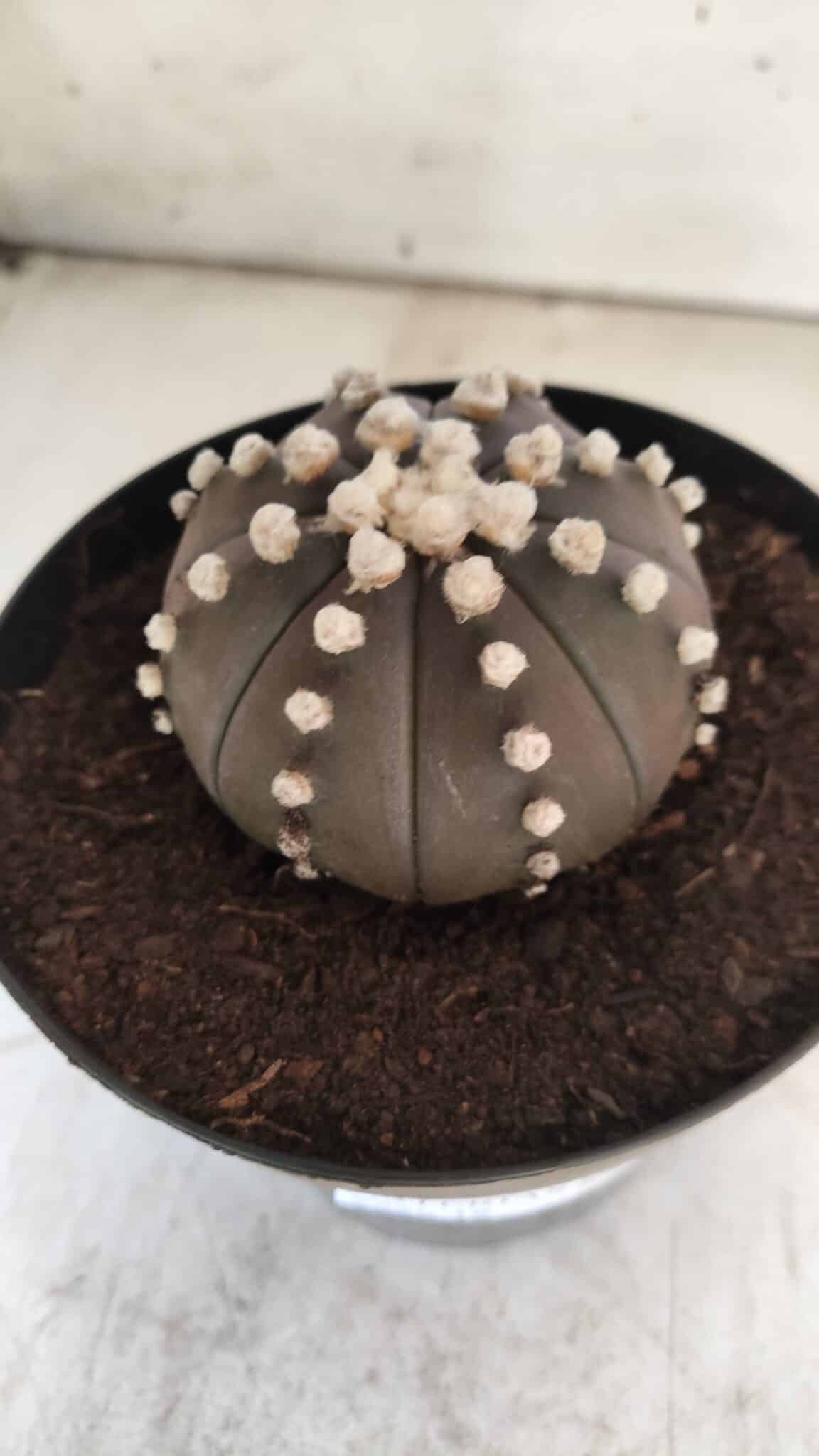 ASTROPHYTUM ASTERIAS “Purple”  Nº 730 – vaso 15