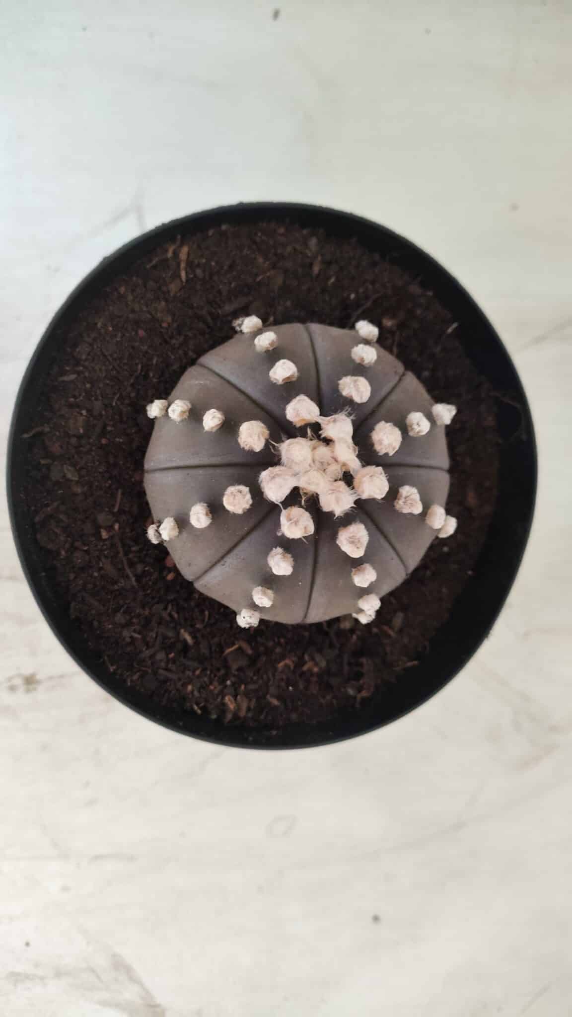 ASTROPHYTUM ASTERIAS “Purple”  Nº 730 – vaso 15