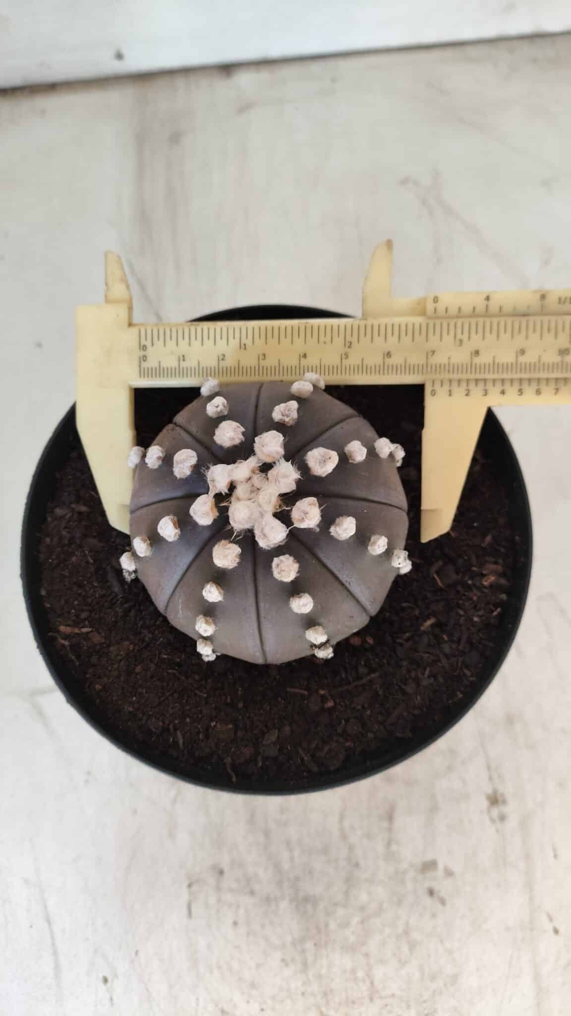 ASTROPHYTUM ASTERIAS “Purple”  Nº 730 – vaso 15