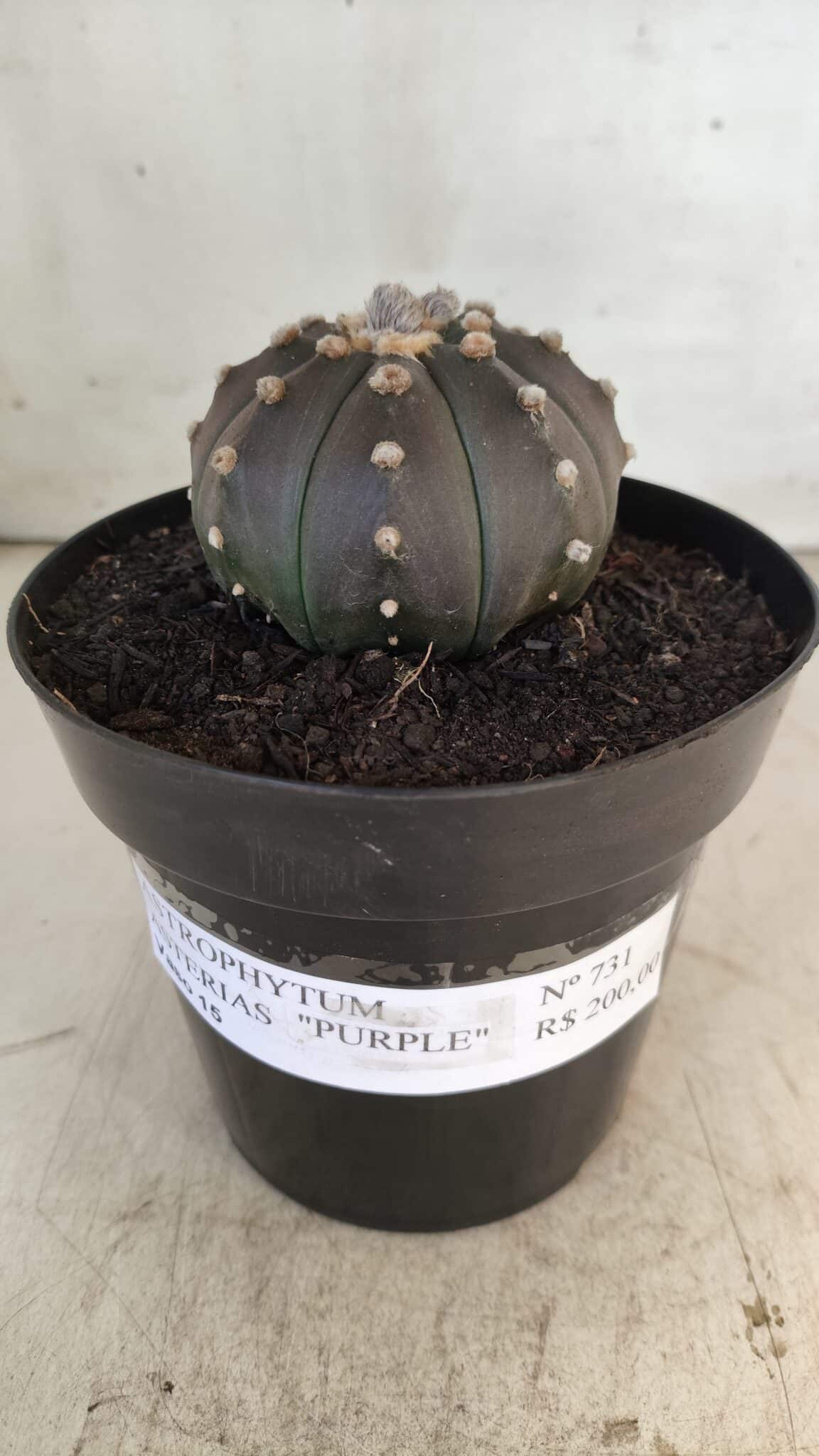 ASTROPHYTUM ASTERIAS “Purple”  Nº 731 – vaso 15